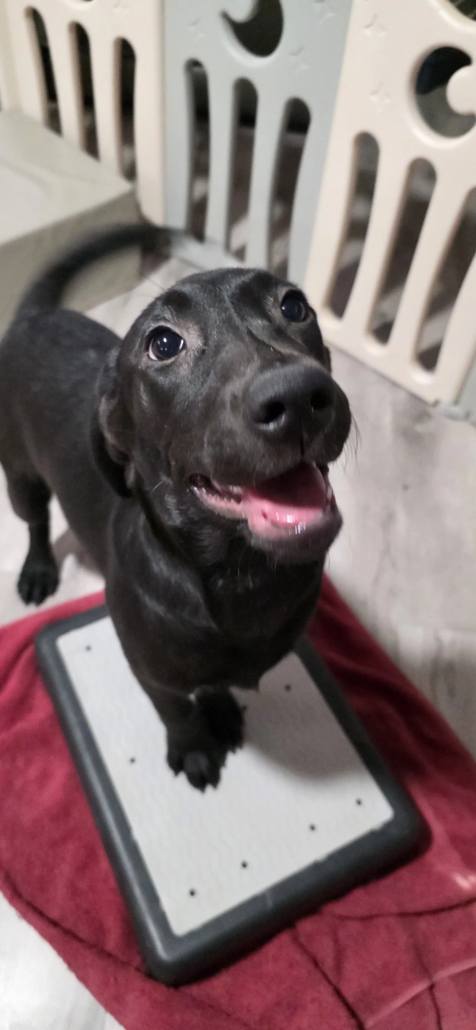 Suzie Q - Female Labrador