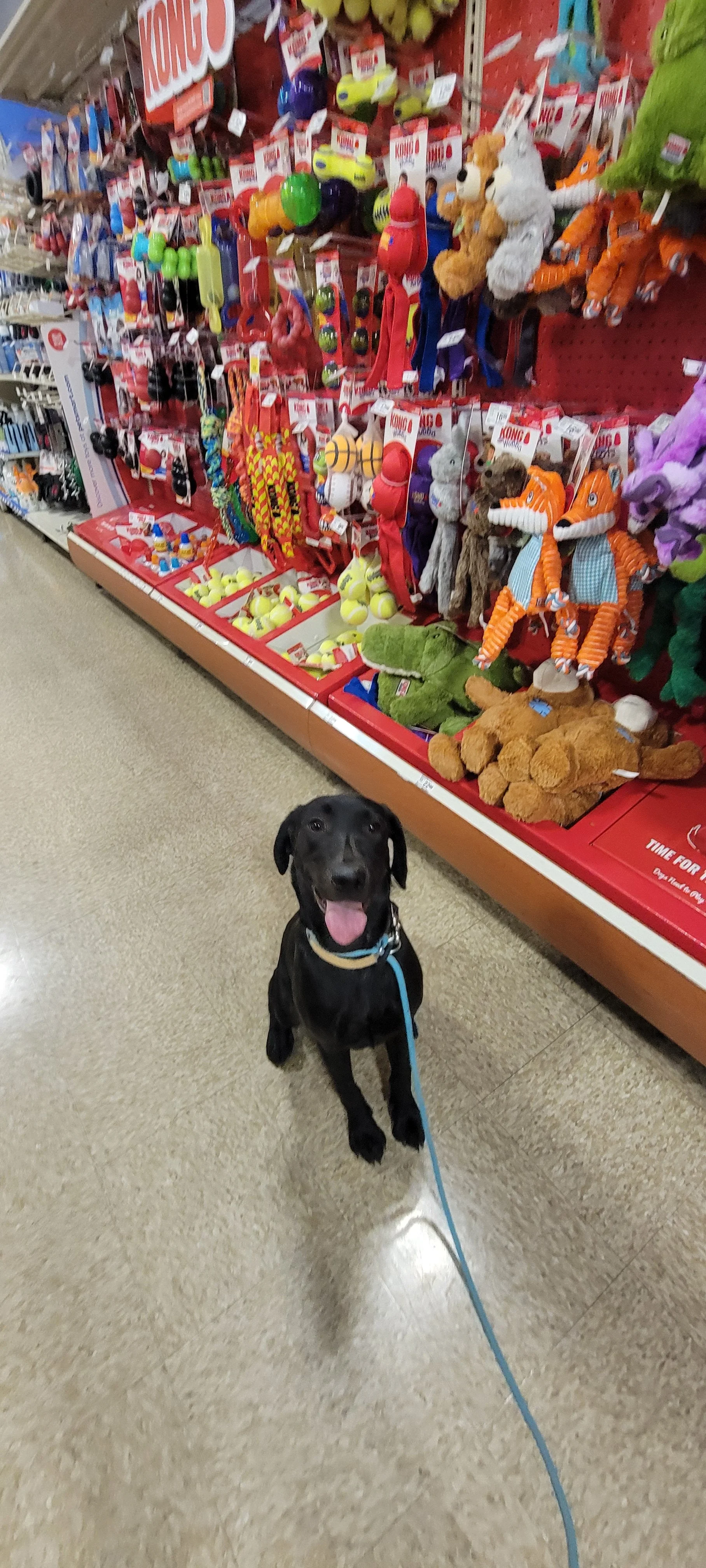 Suzie Q - Female Labrador