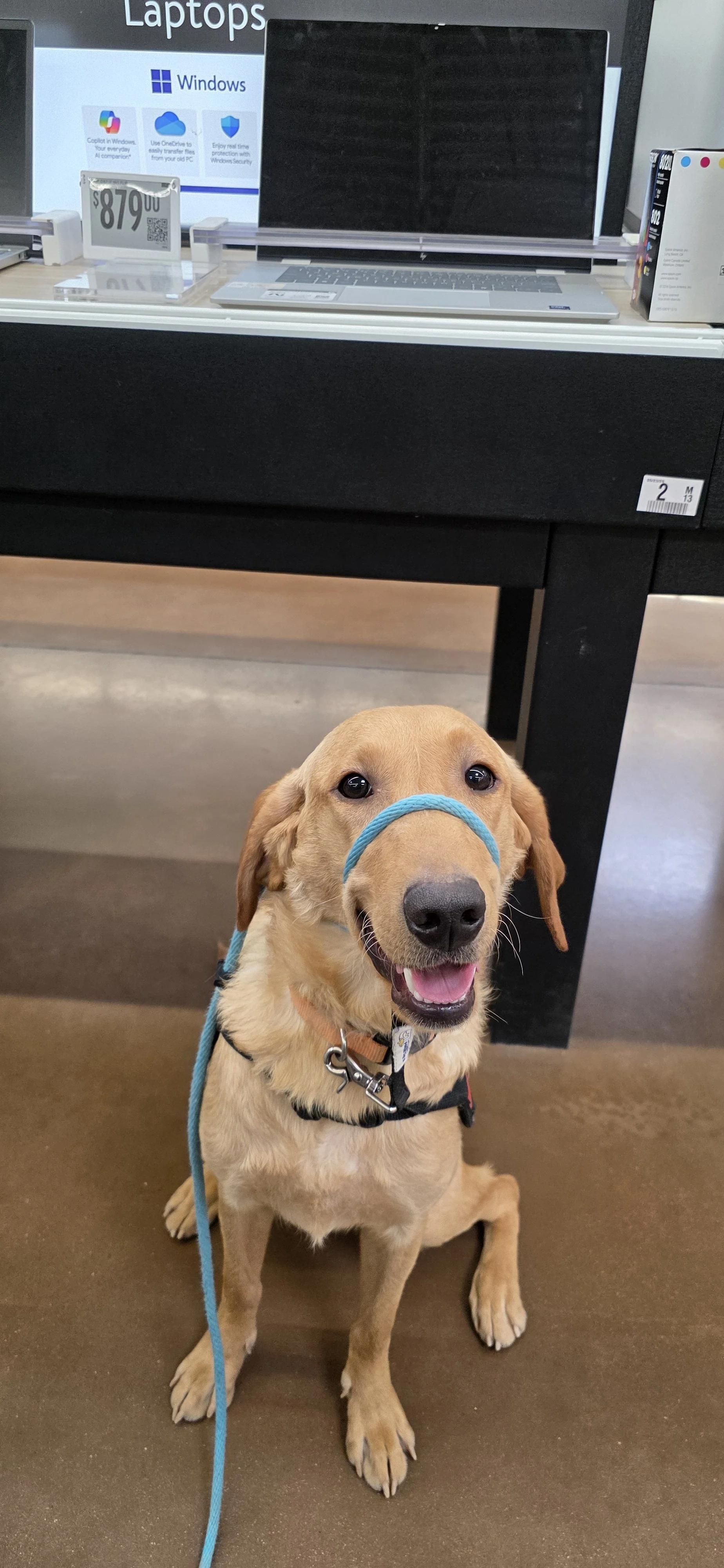 Joe-  Male Labrador
