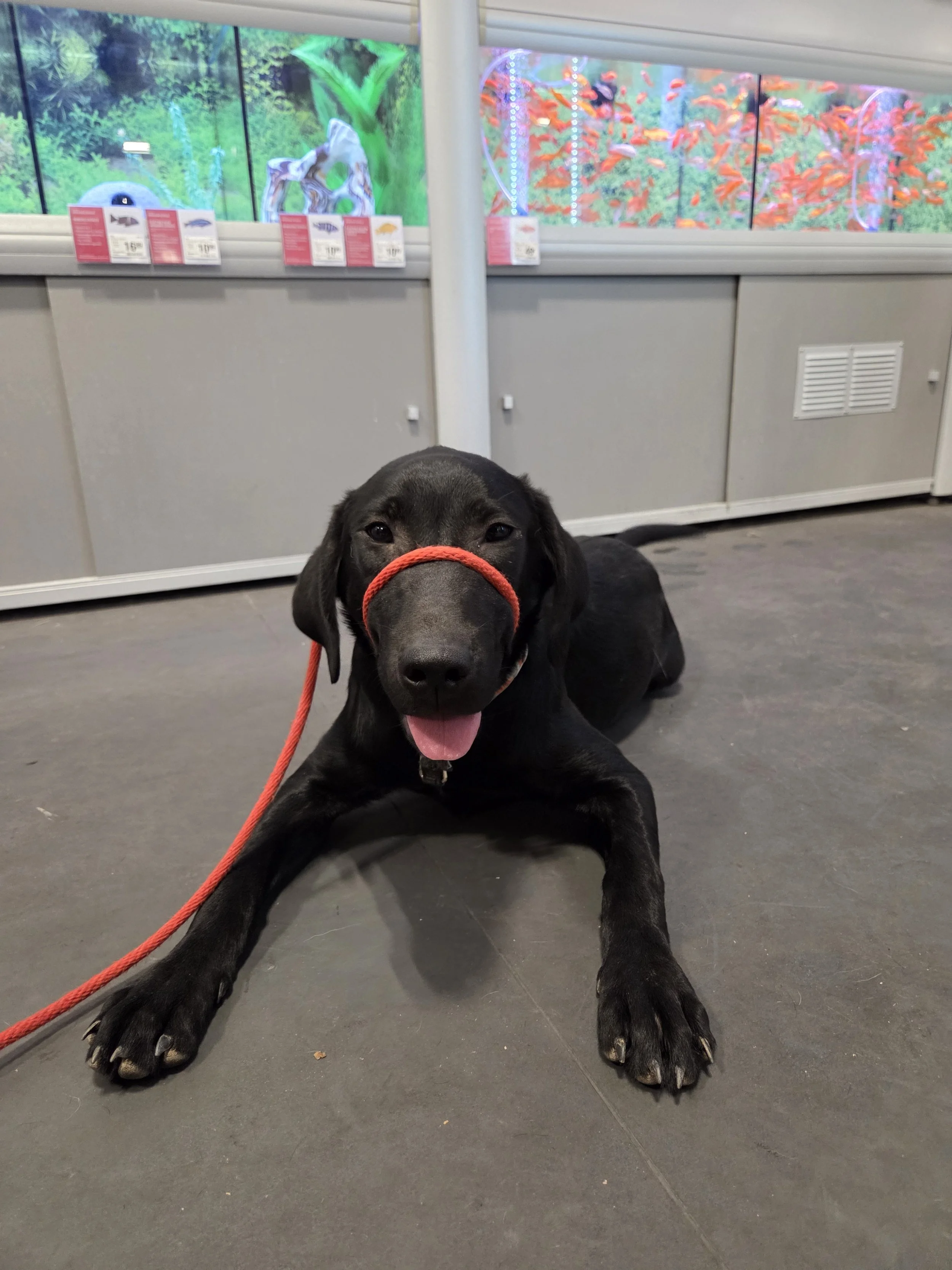 Oakley M Labrador
