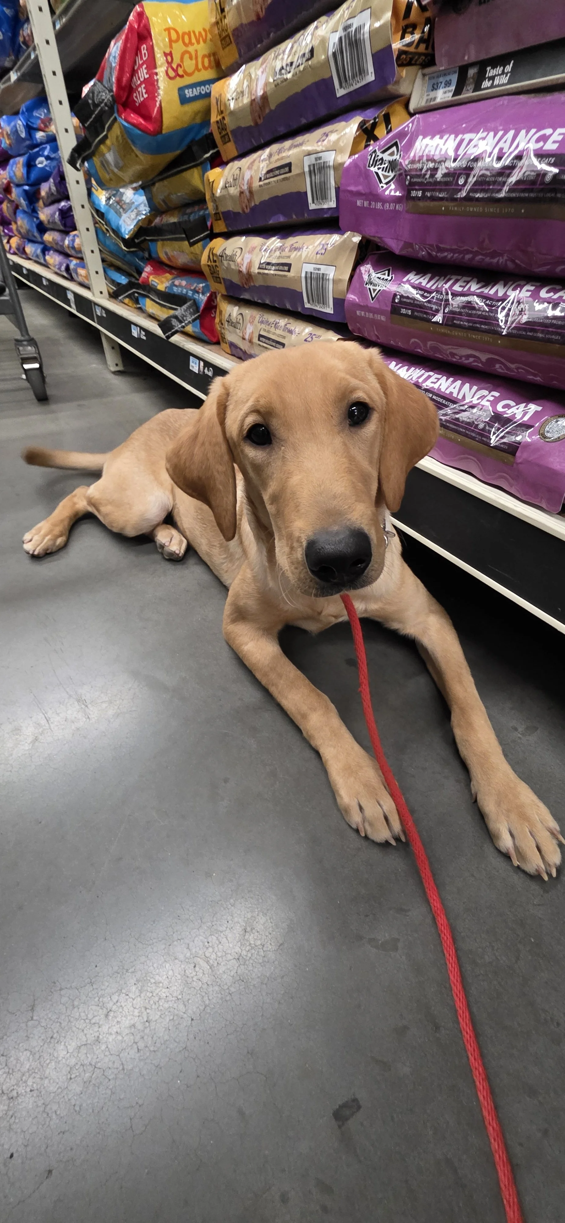 Buddy - Male Labrador