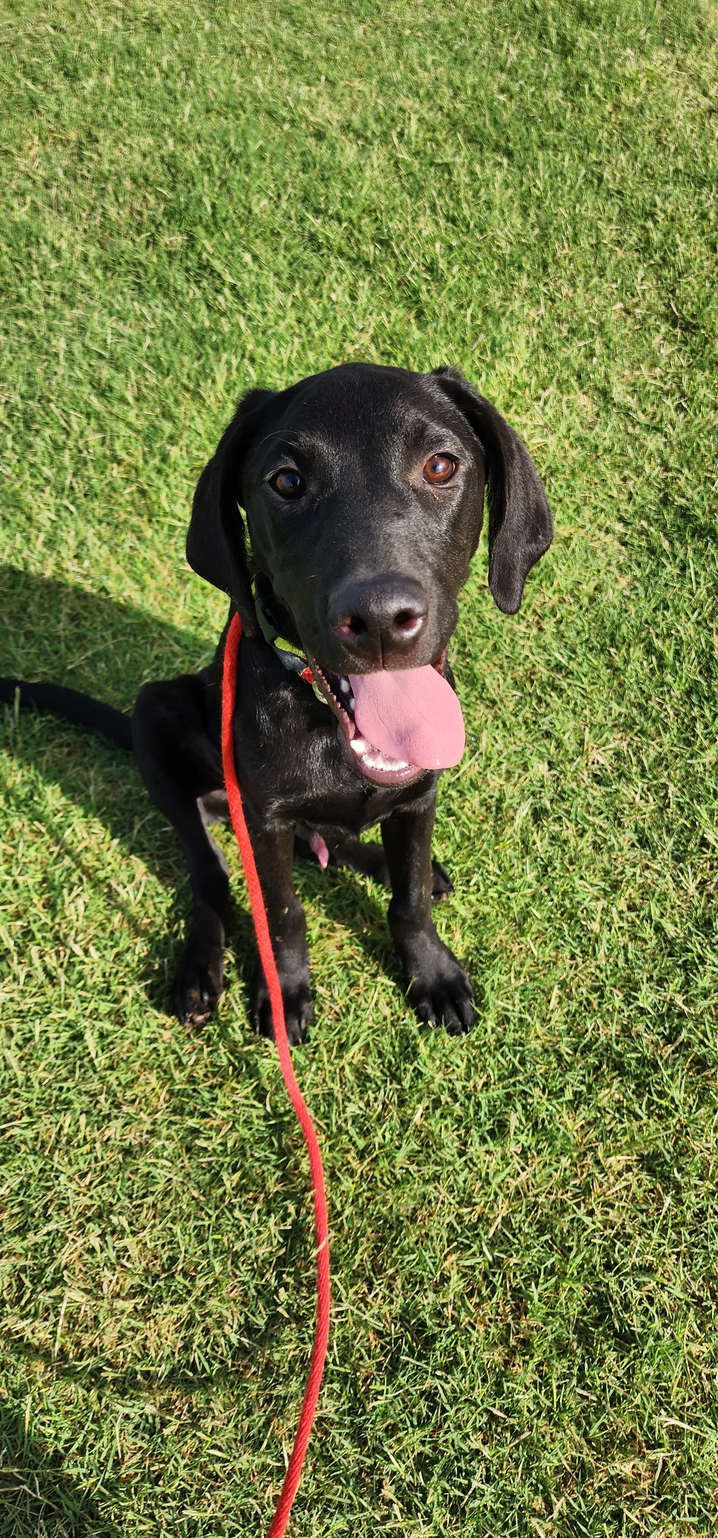 Radar - M Labrador
