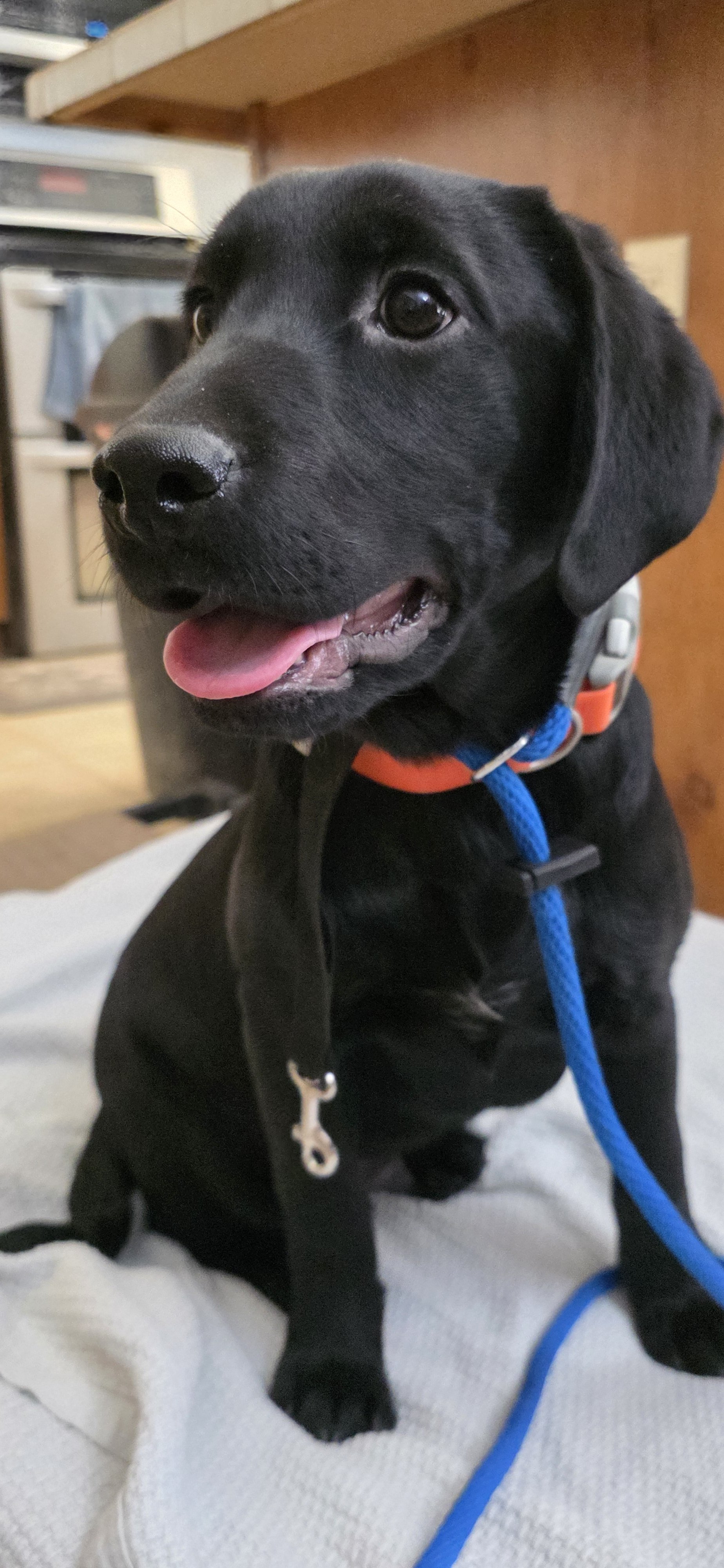 Oakley M Labrador