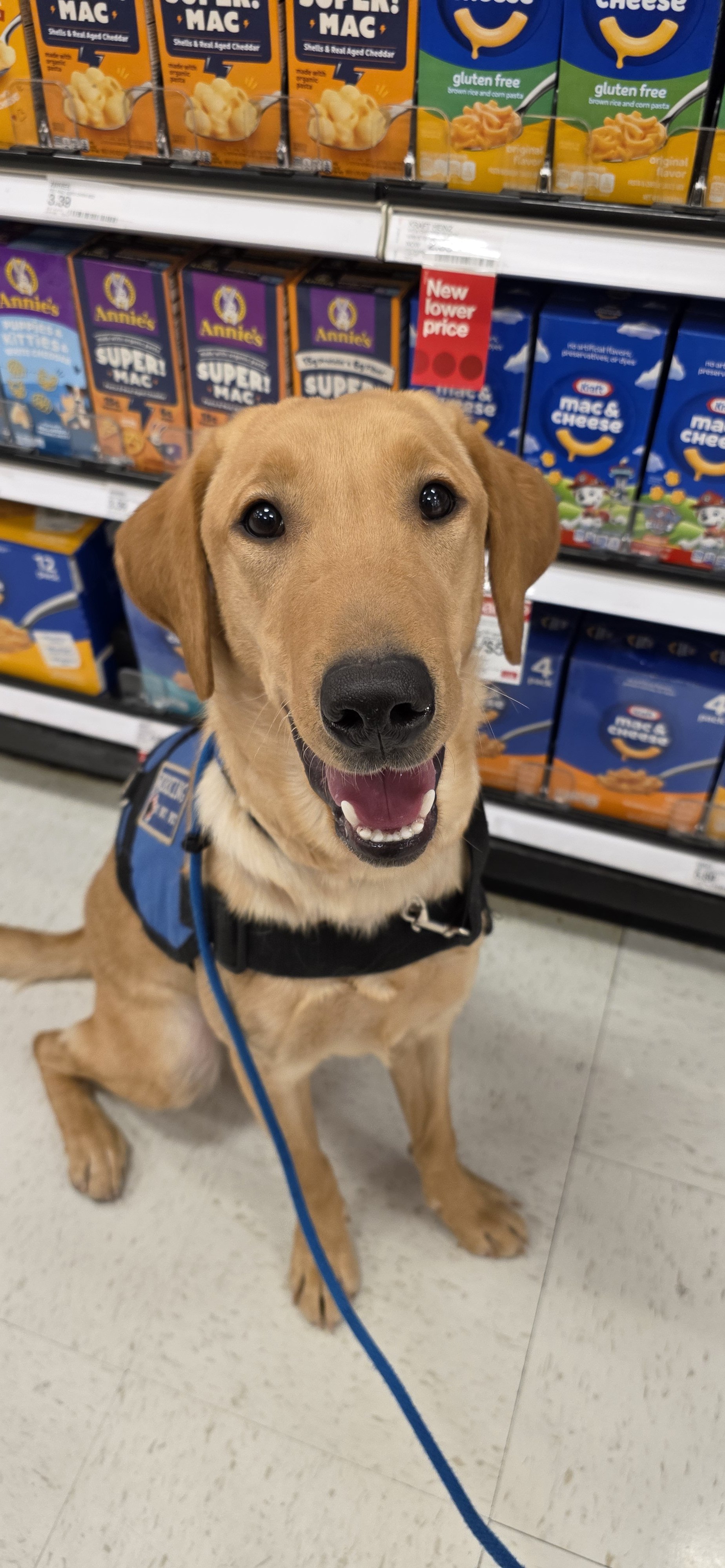 Buddy - Male Labrador