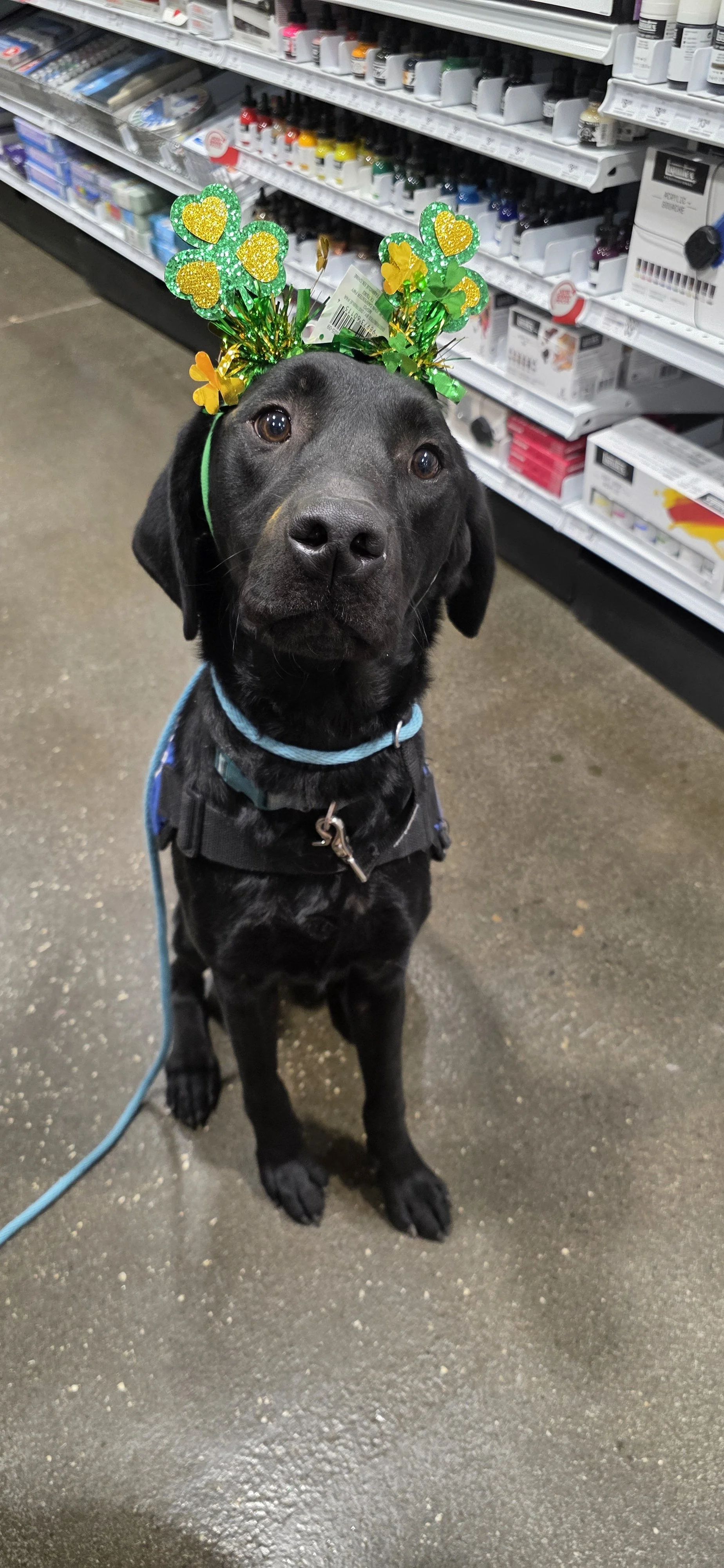 Ozzie - M Labrador