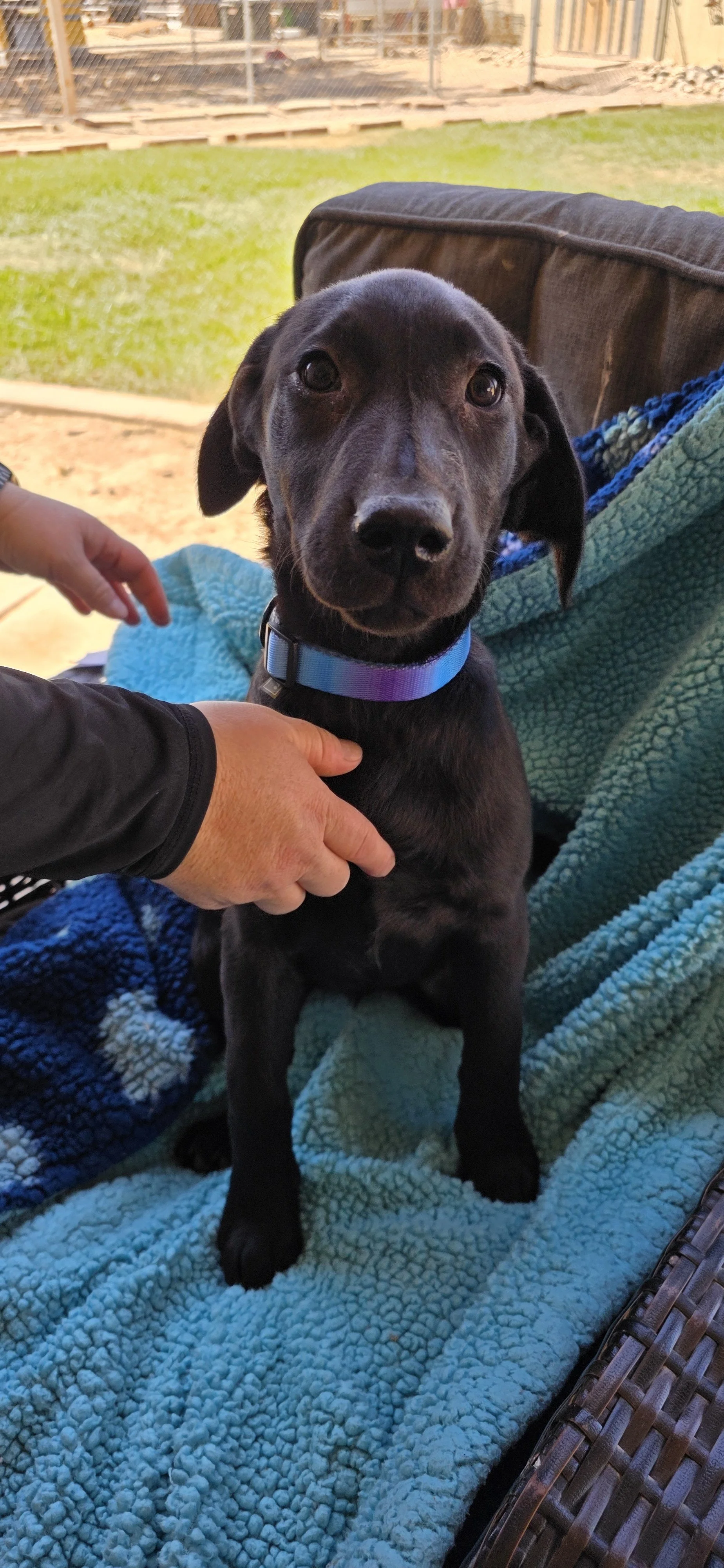 Suzie - Female Labrador