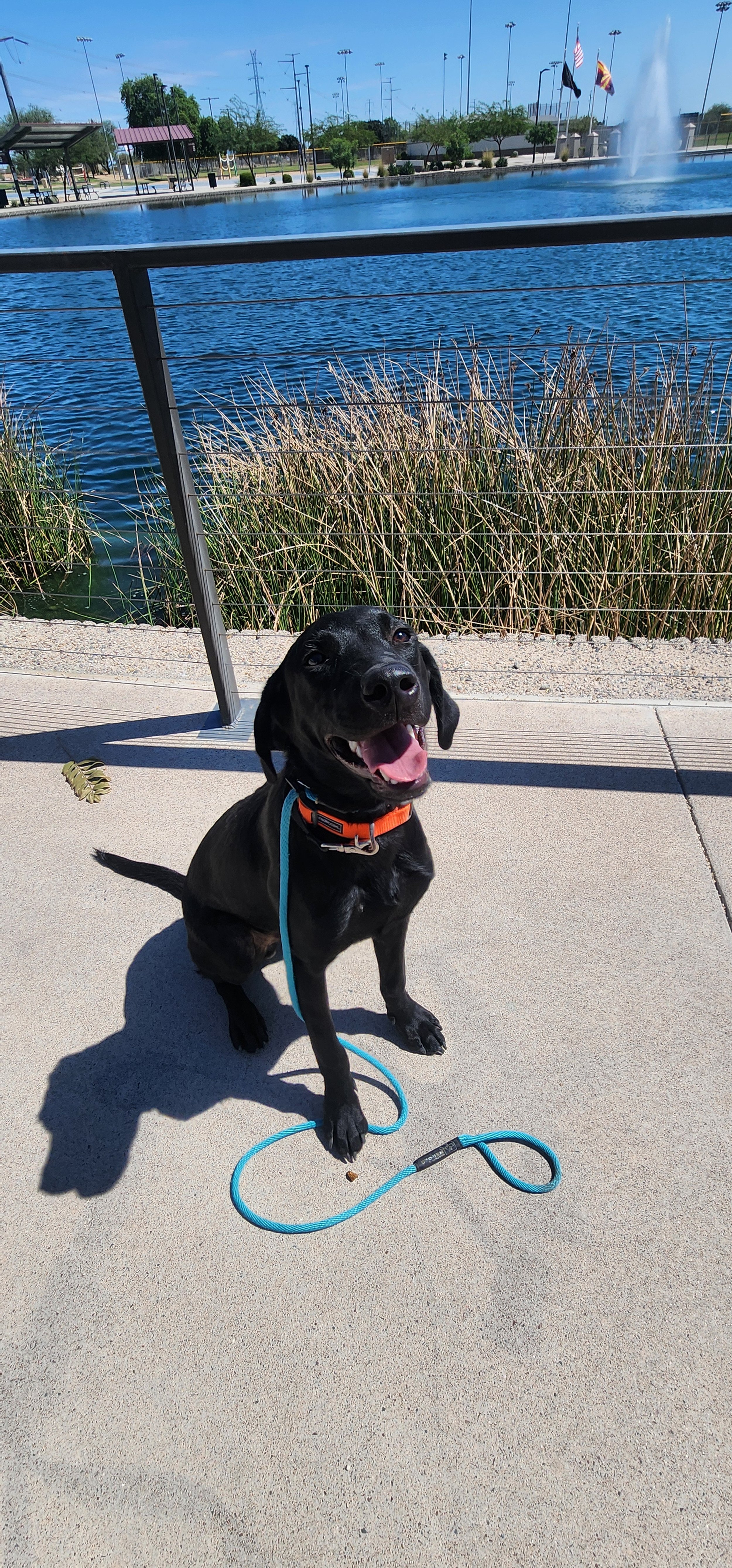 Bronx - M Labrador