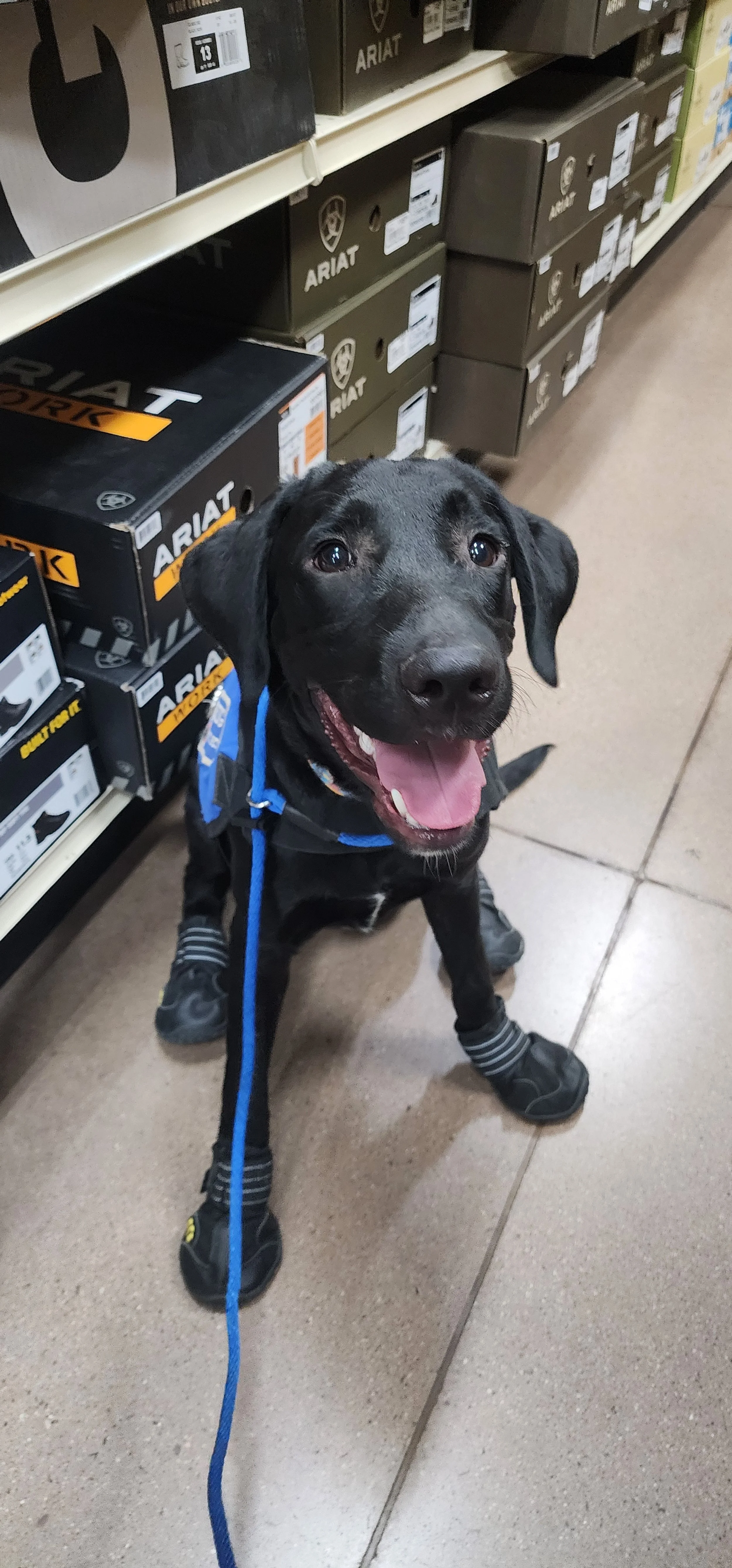 Austin - M Labrador