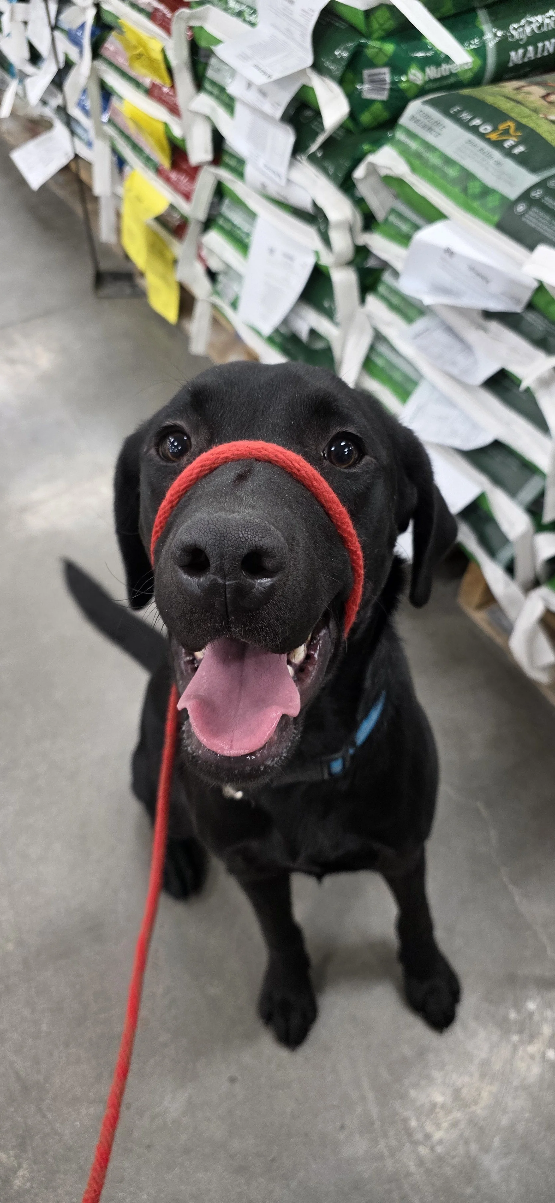 Ranger - Male Labrador