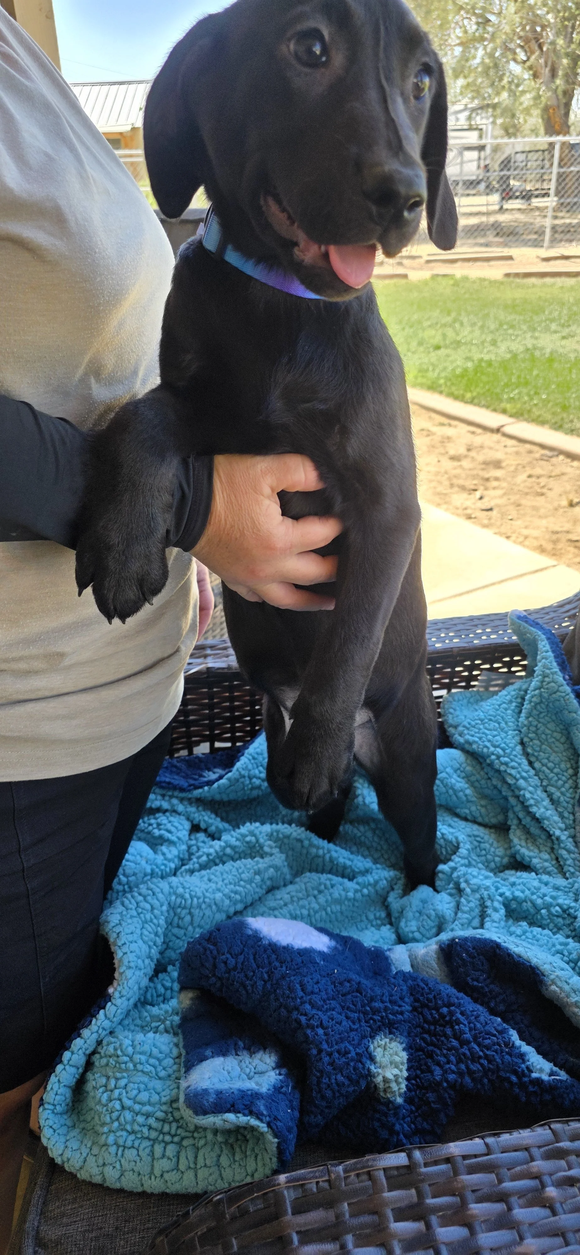 Suzie - Female Labrador