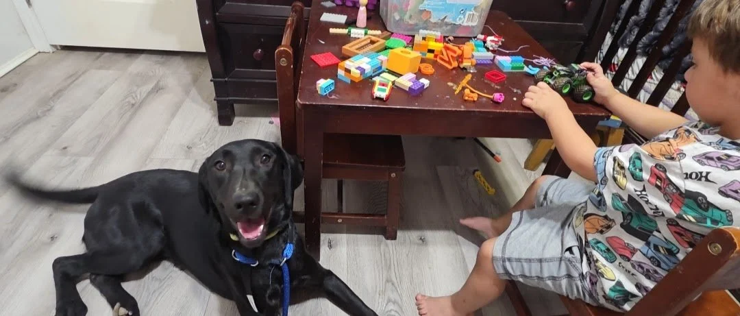 Suzie Q - Female Labrador