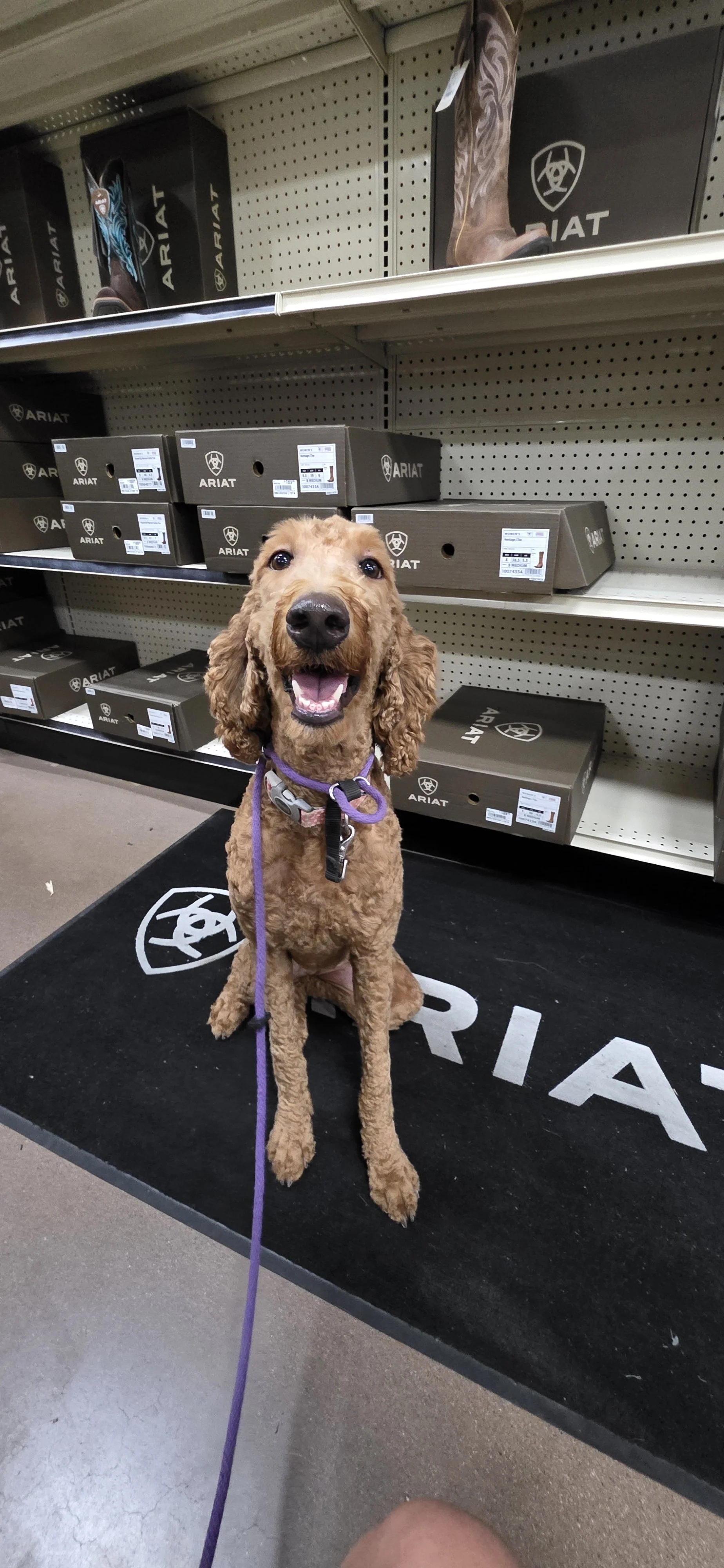 Brandy - F Goldendoodle