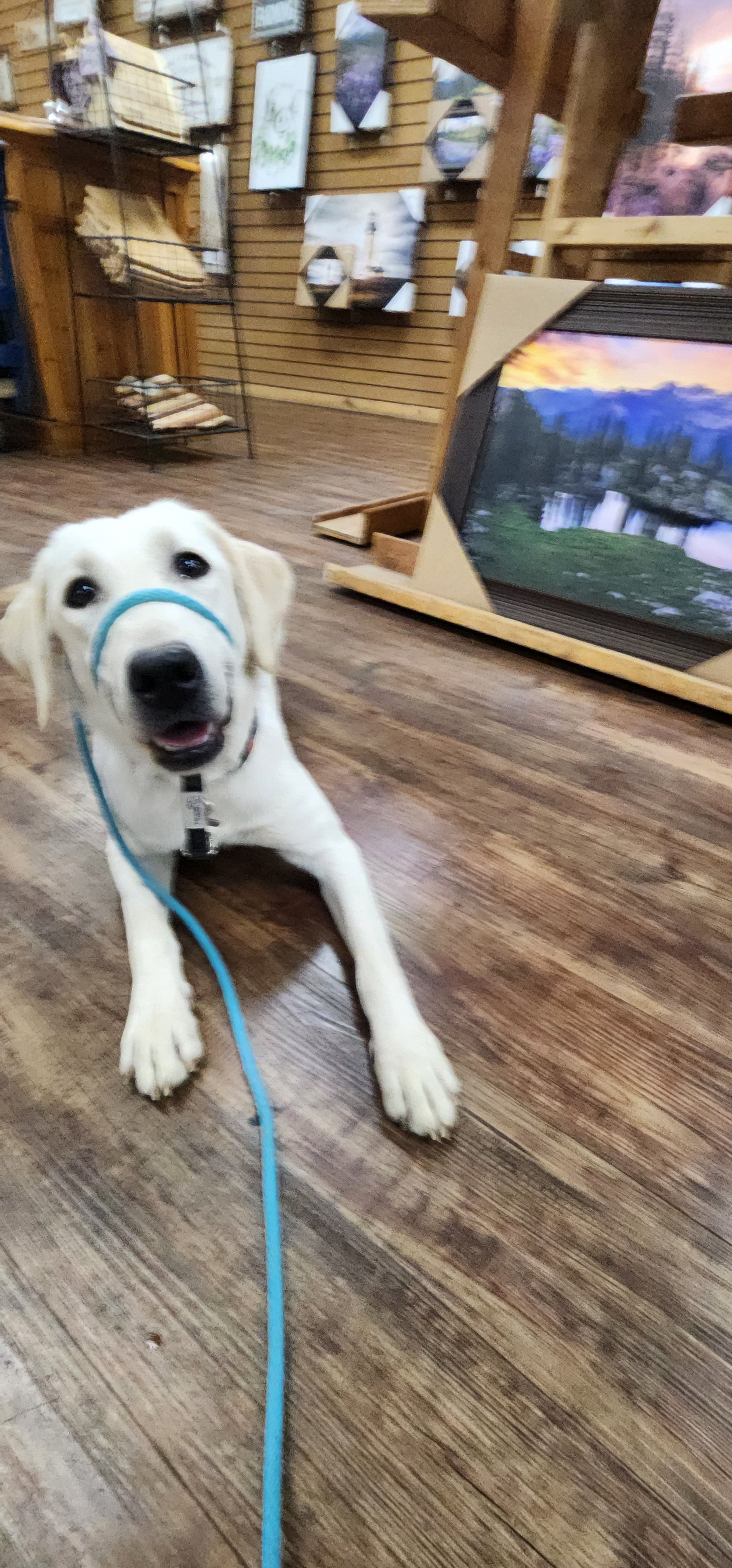 Lily - F Labrador