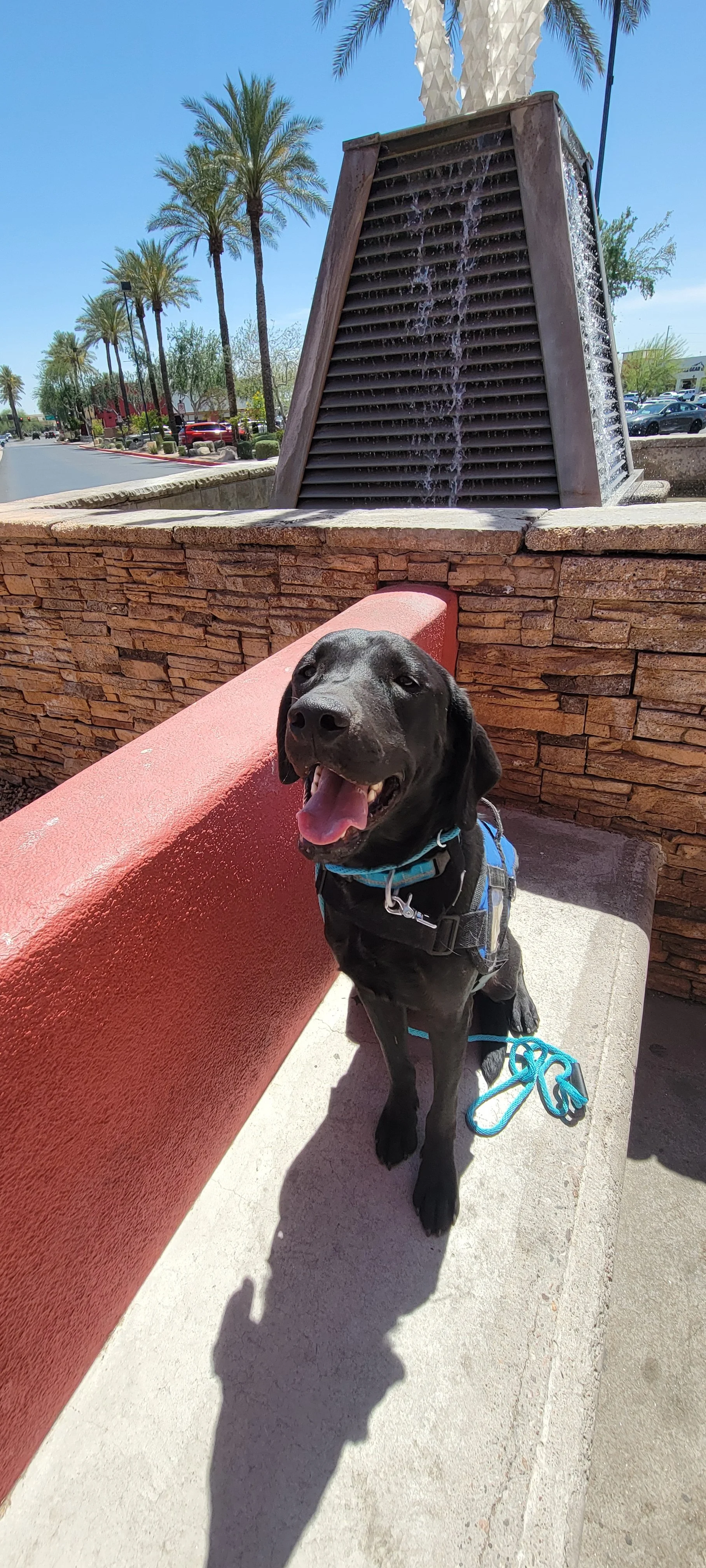 Ranger - Male Labrador