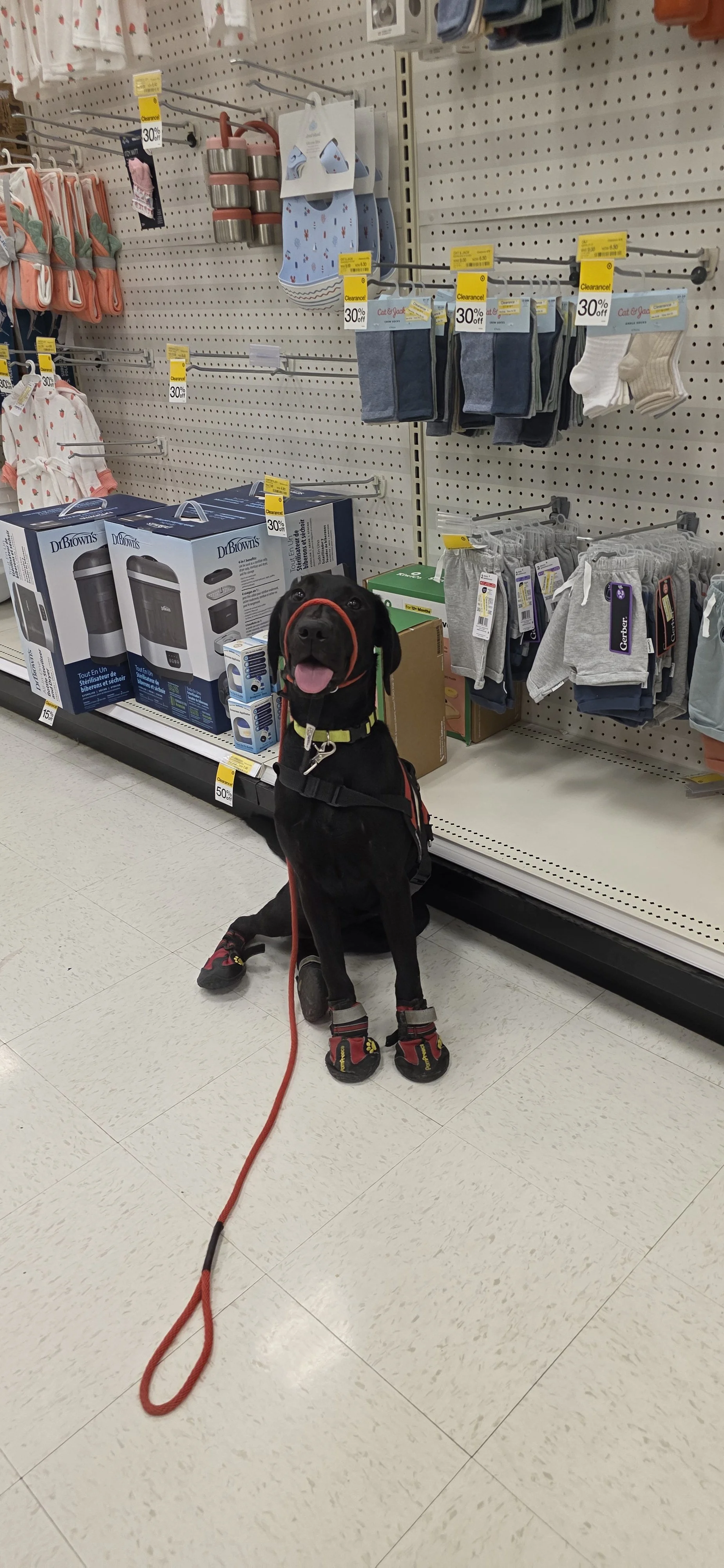 Suzie Q - Female Labrador