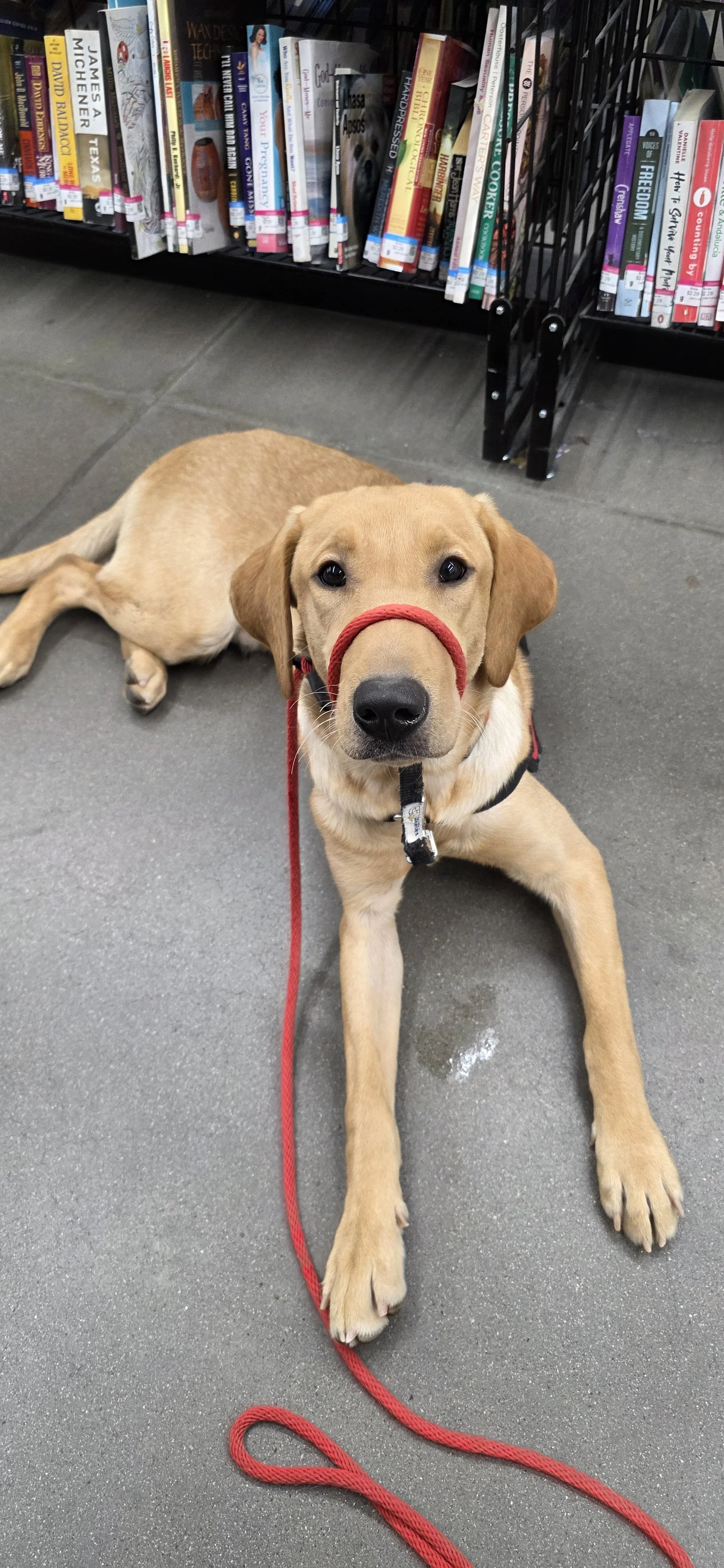 Buddy - Male Labrador