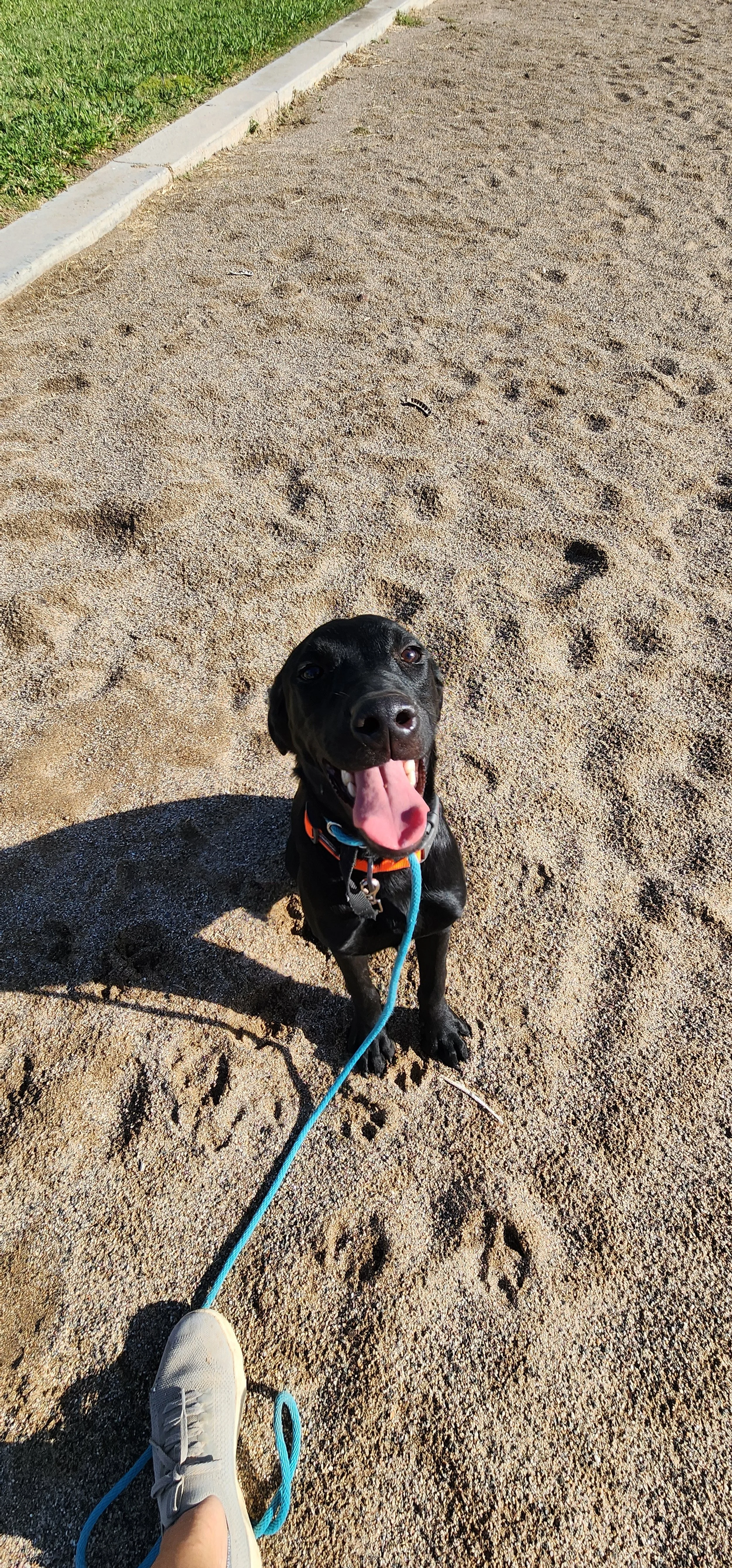 Bronx - M Labrador
