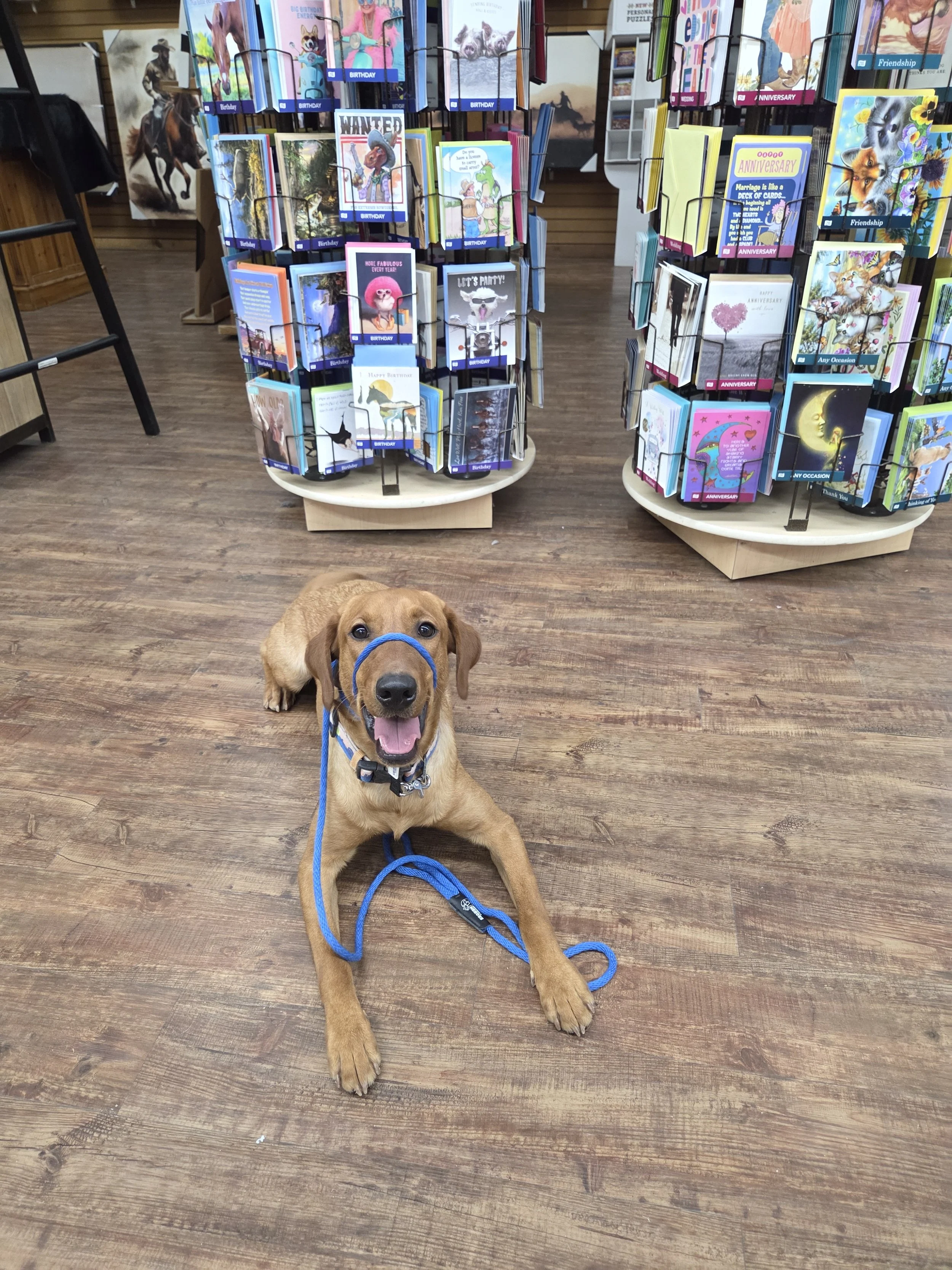 Ray - Male Labrador