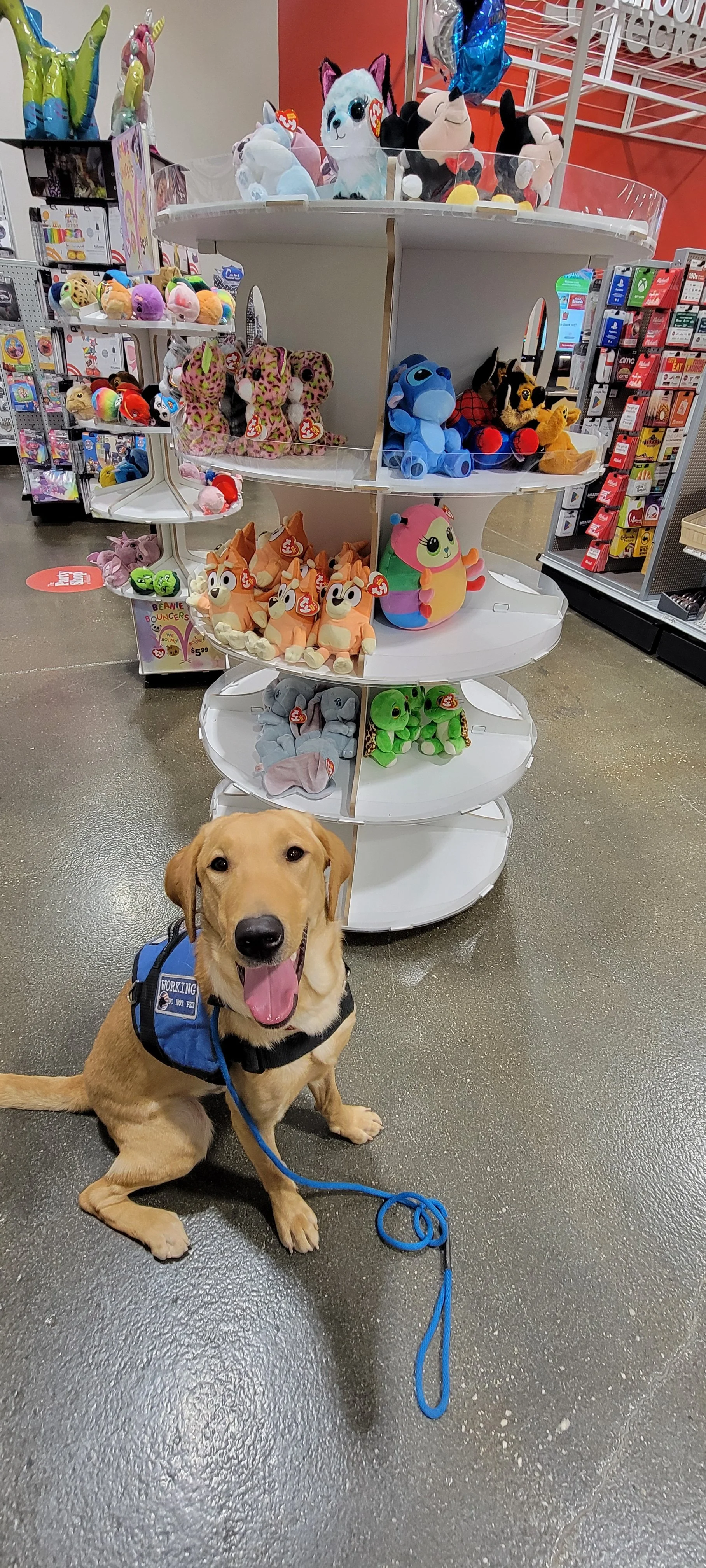 Buddy - Male Labrador