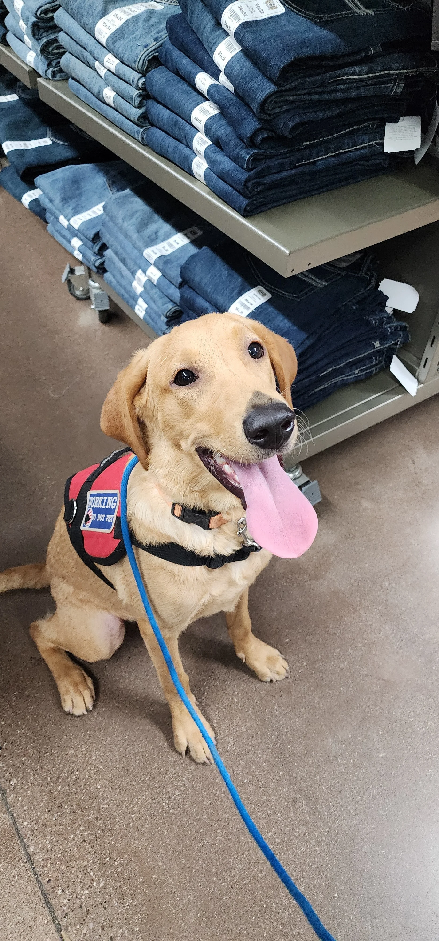 Joe-  Male Labrador
