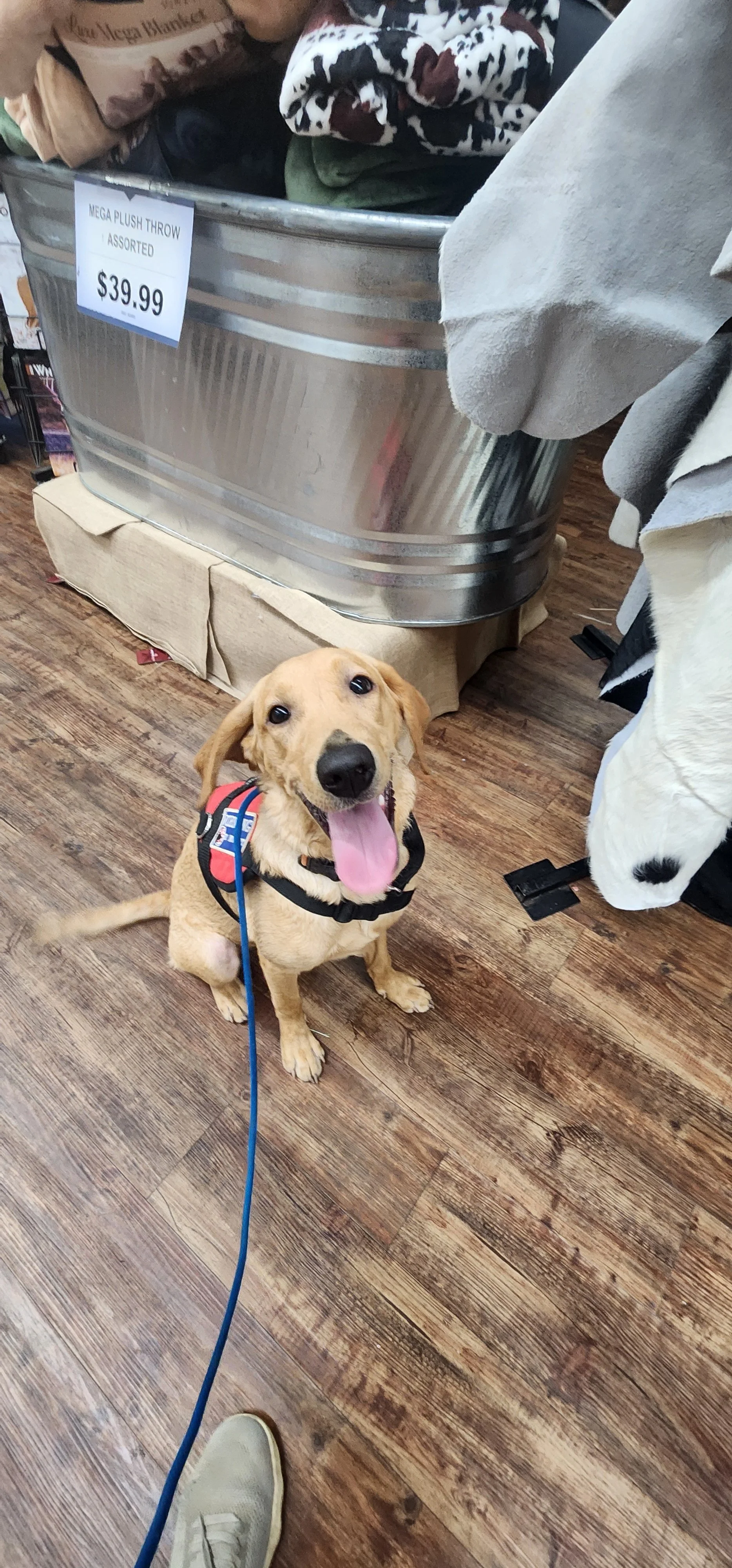 Joe-  Male Labrador