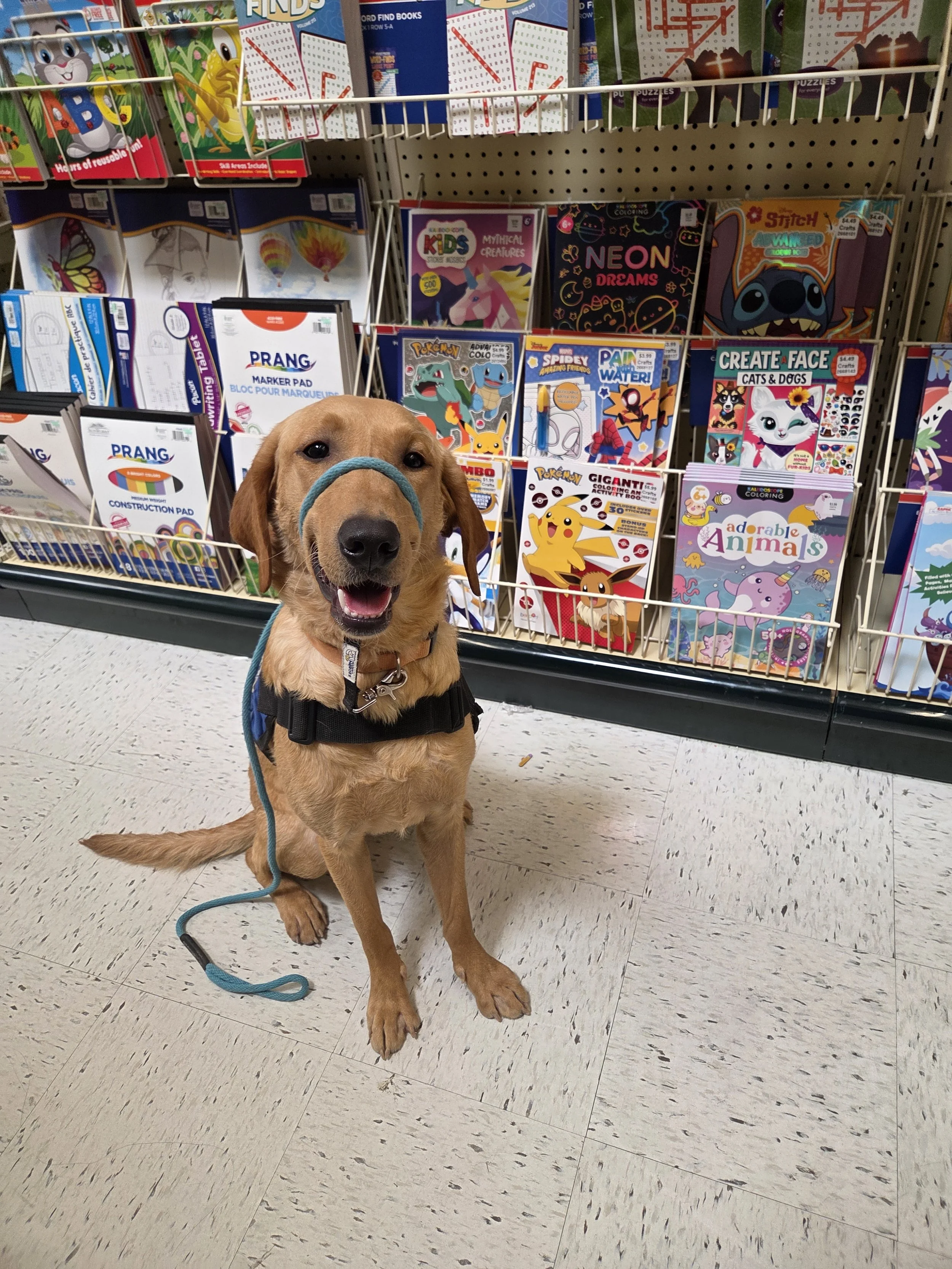 Joe-  Male Labrador