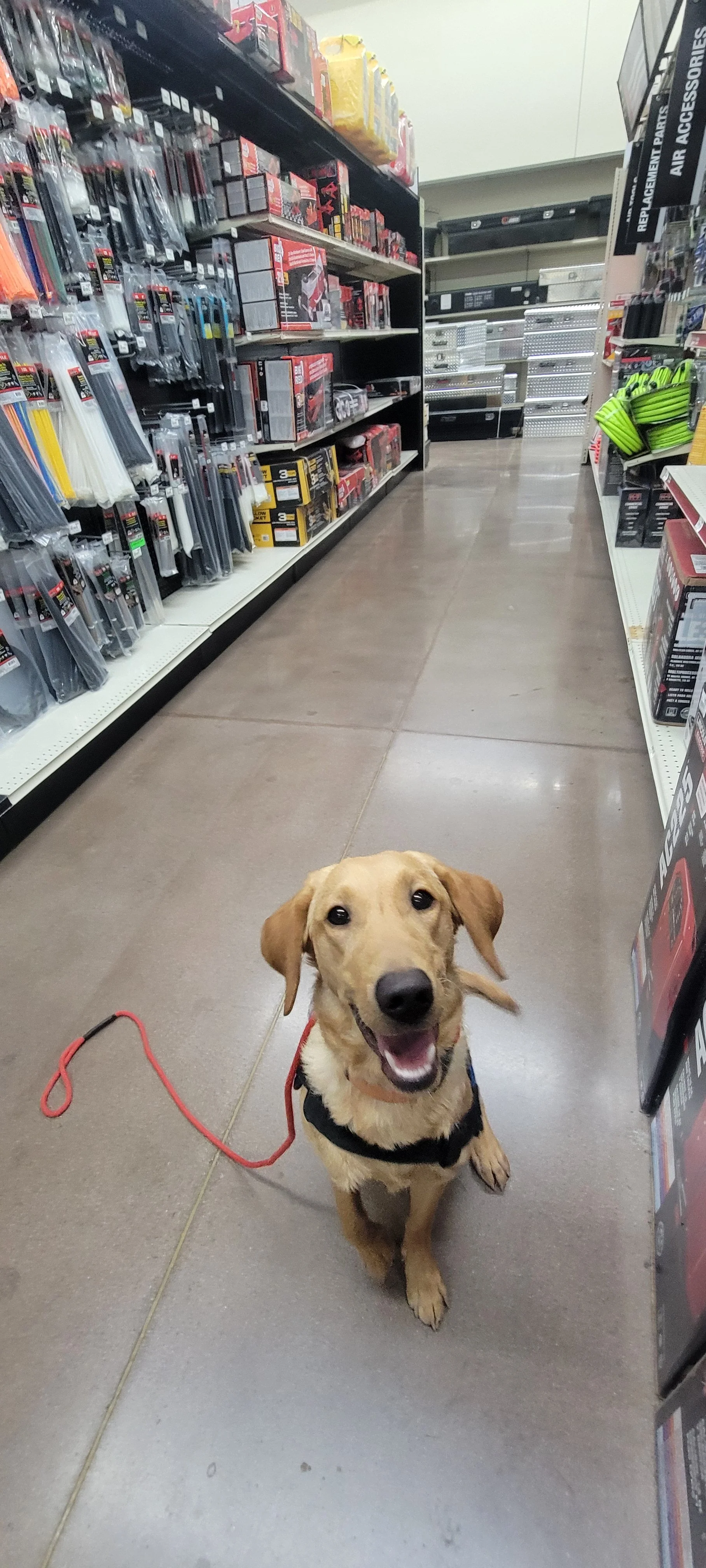 Joe-  Male Labrador