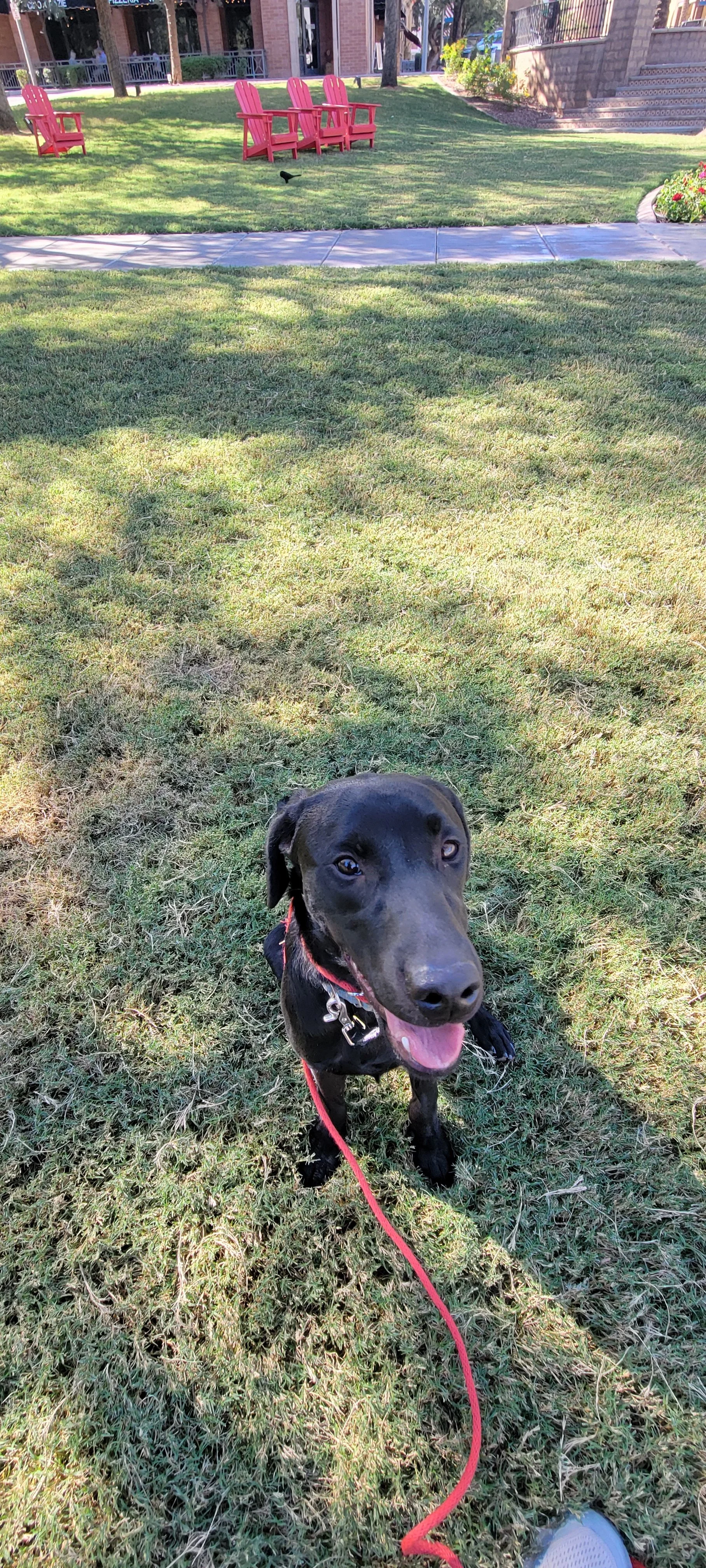 Ozzie - M Labrador