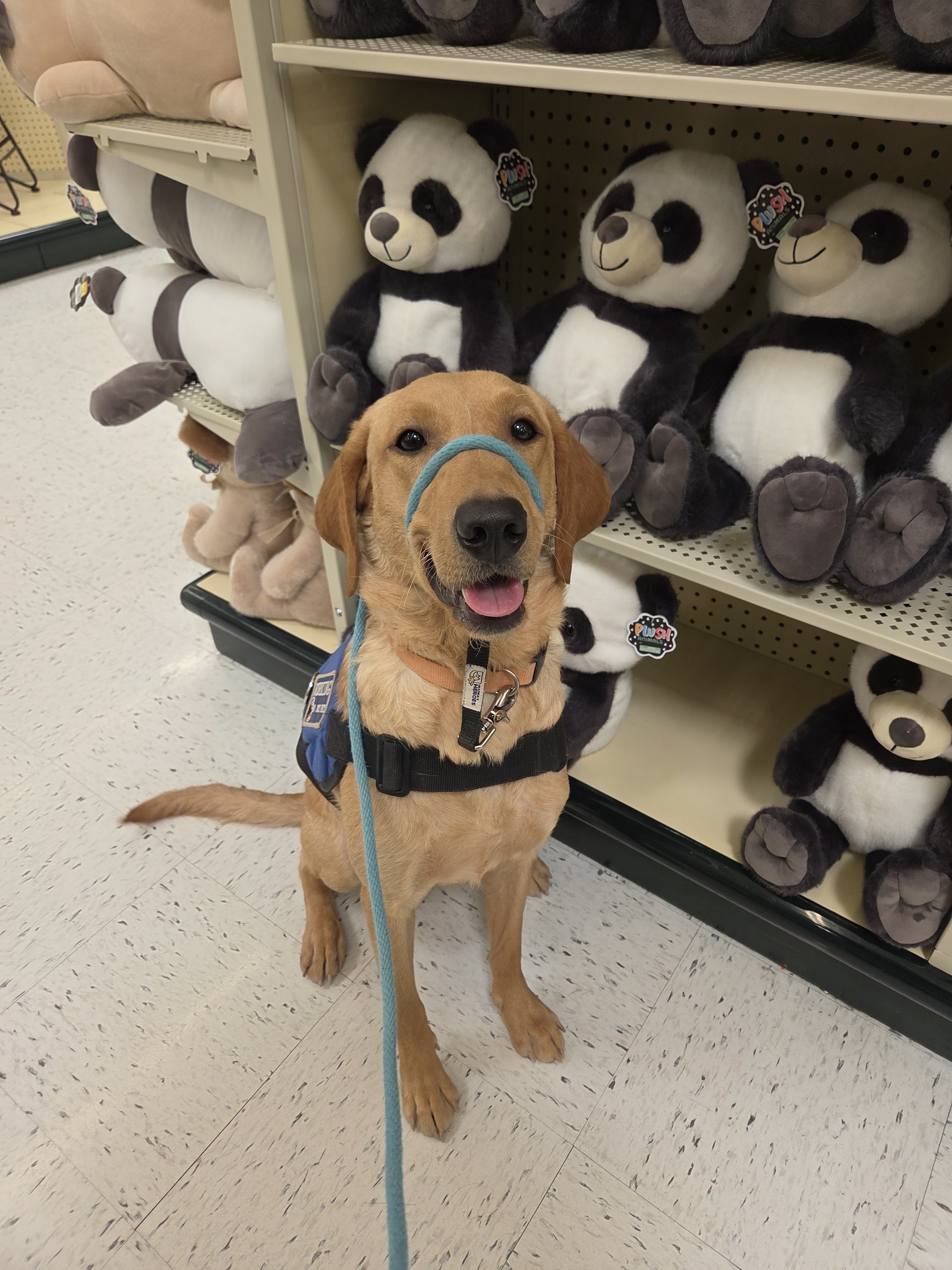 Joe-  Male Labrador