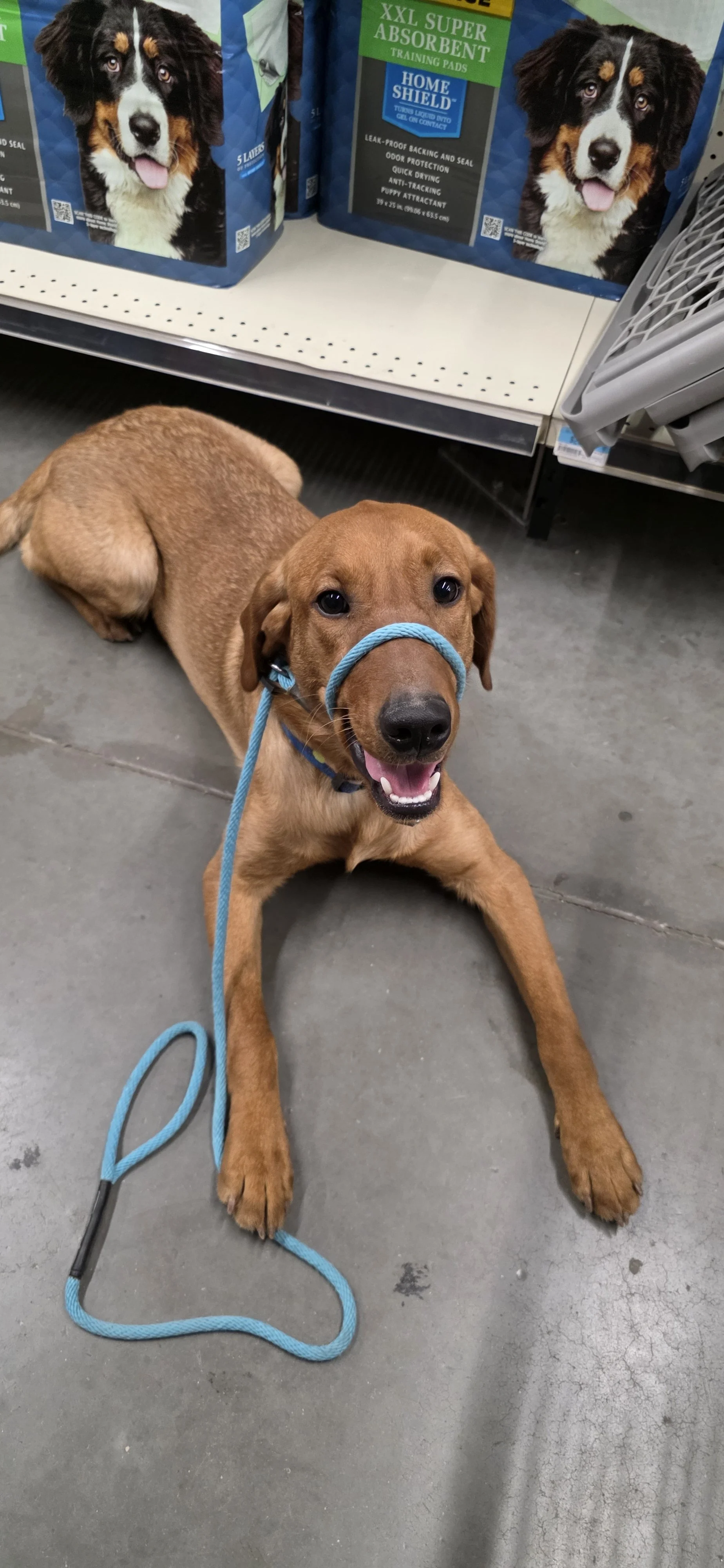 Ray - Male Labrador