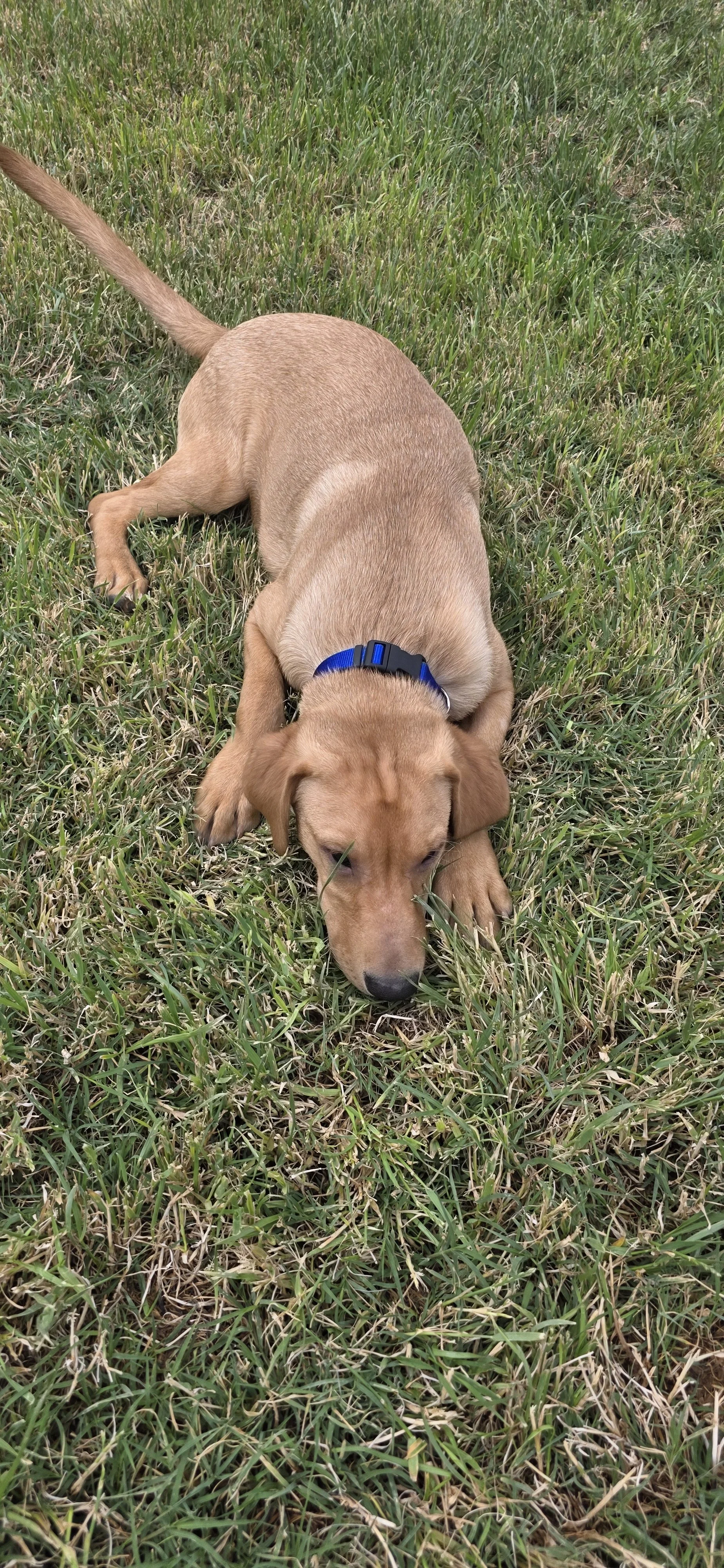 Ranger - M Labrador