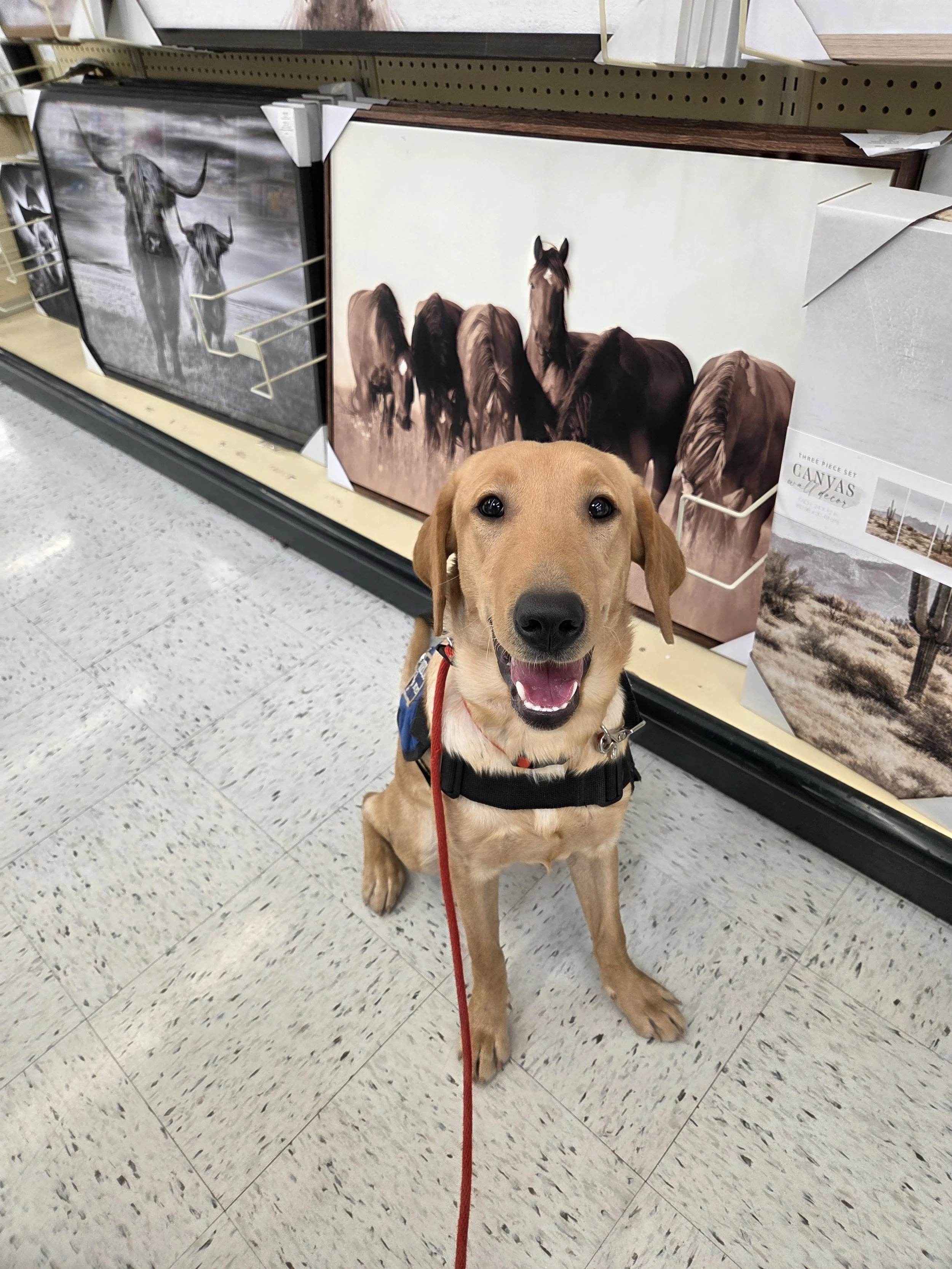 Buddy - Male Labrador