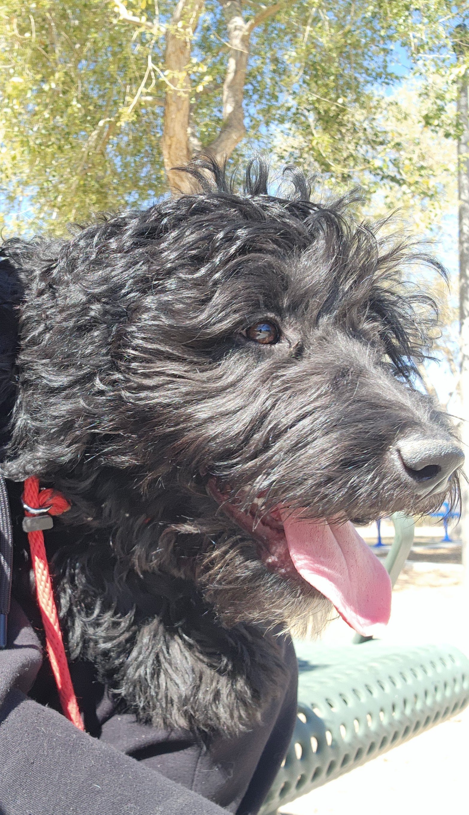 April - Female Goldendoodle