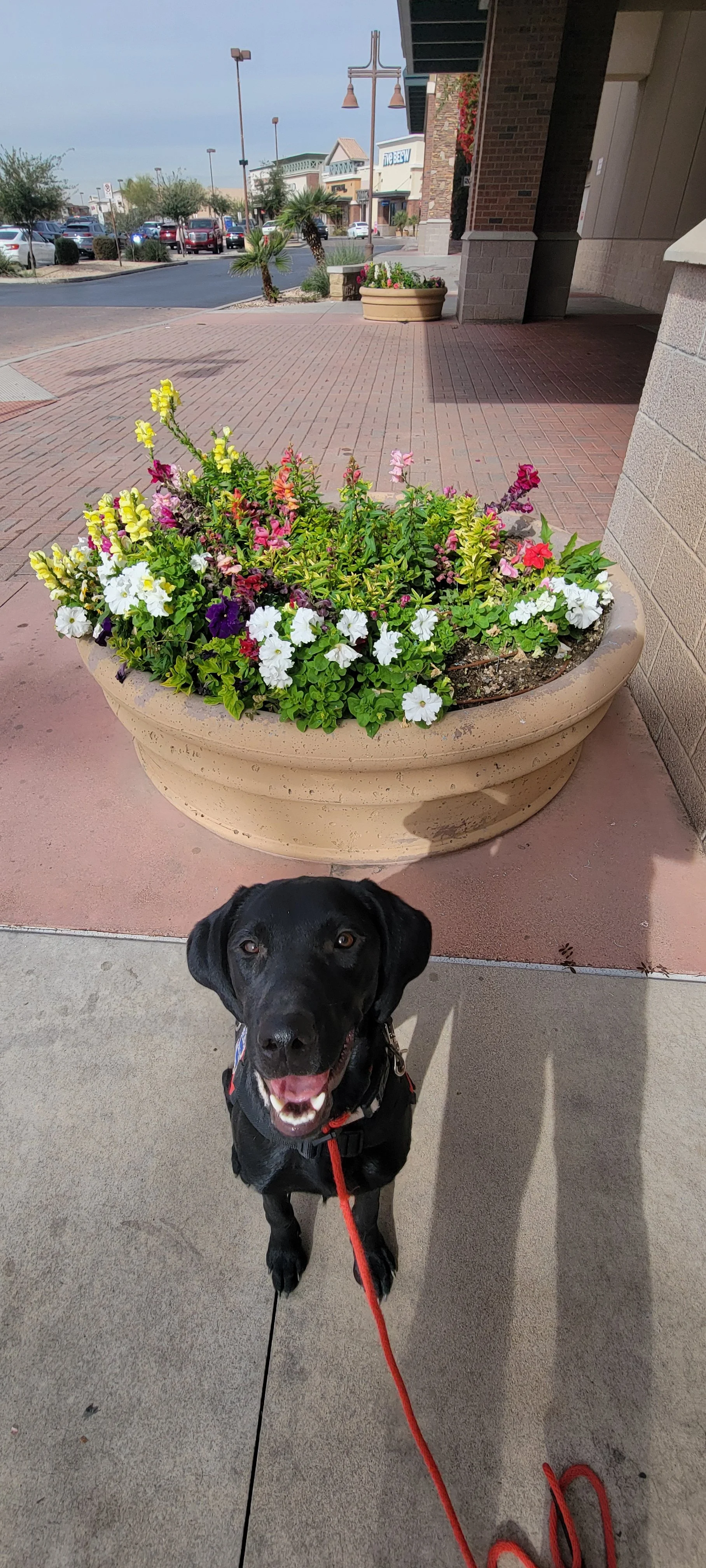 Brook - F Labrador