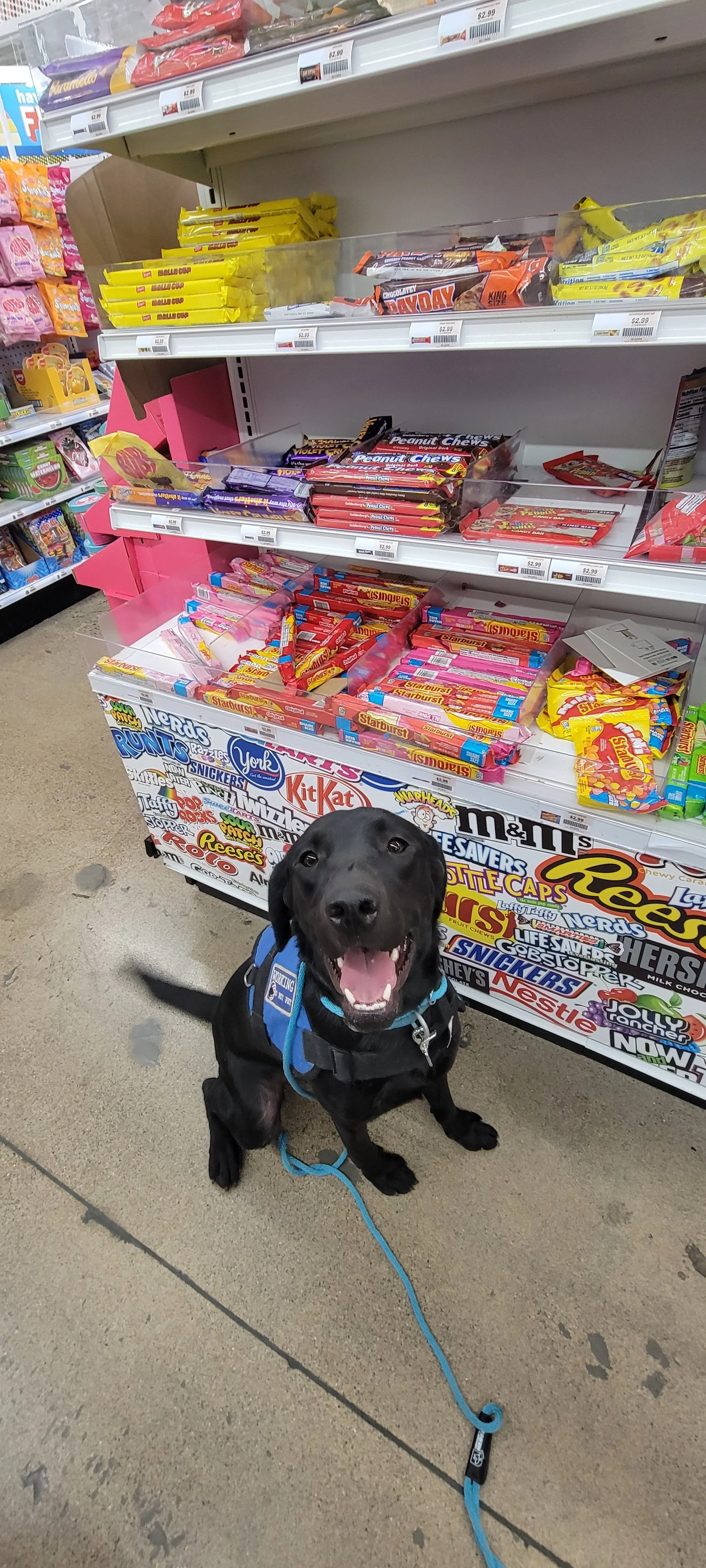 Ranger - Male Labrador