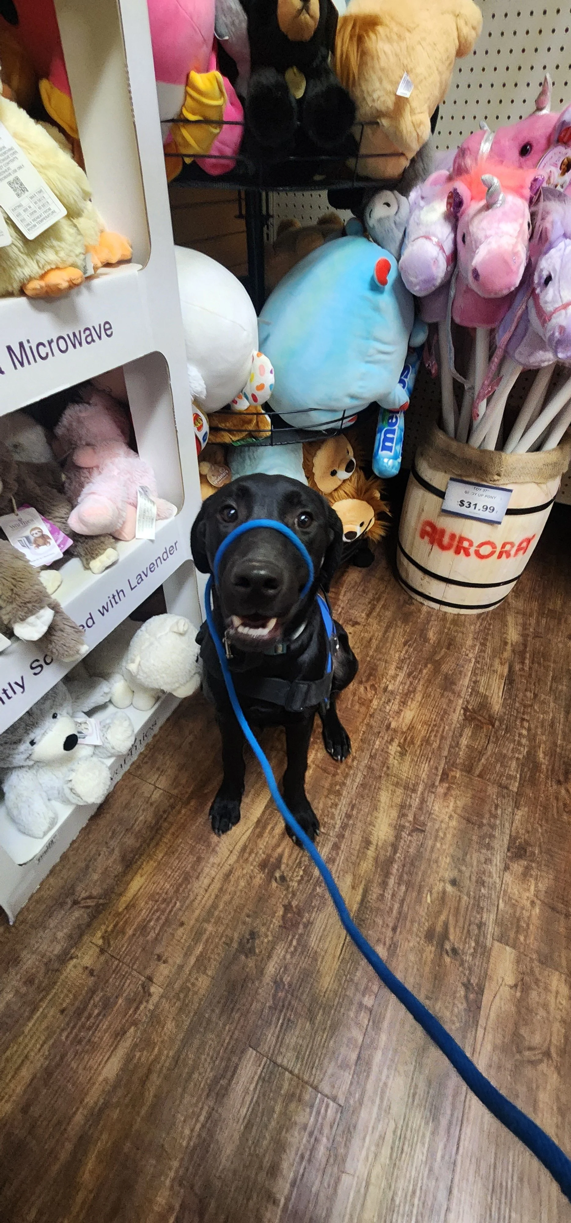 Ozzie - M Labrador