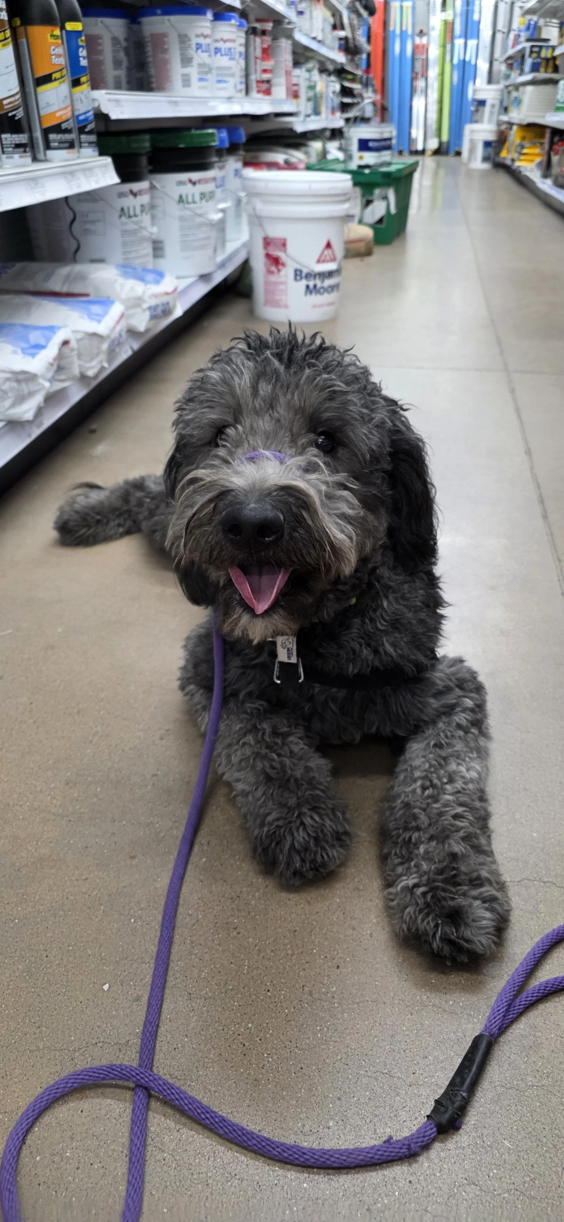 June F Goldendoodle 
