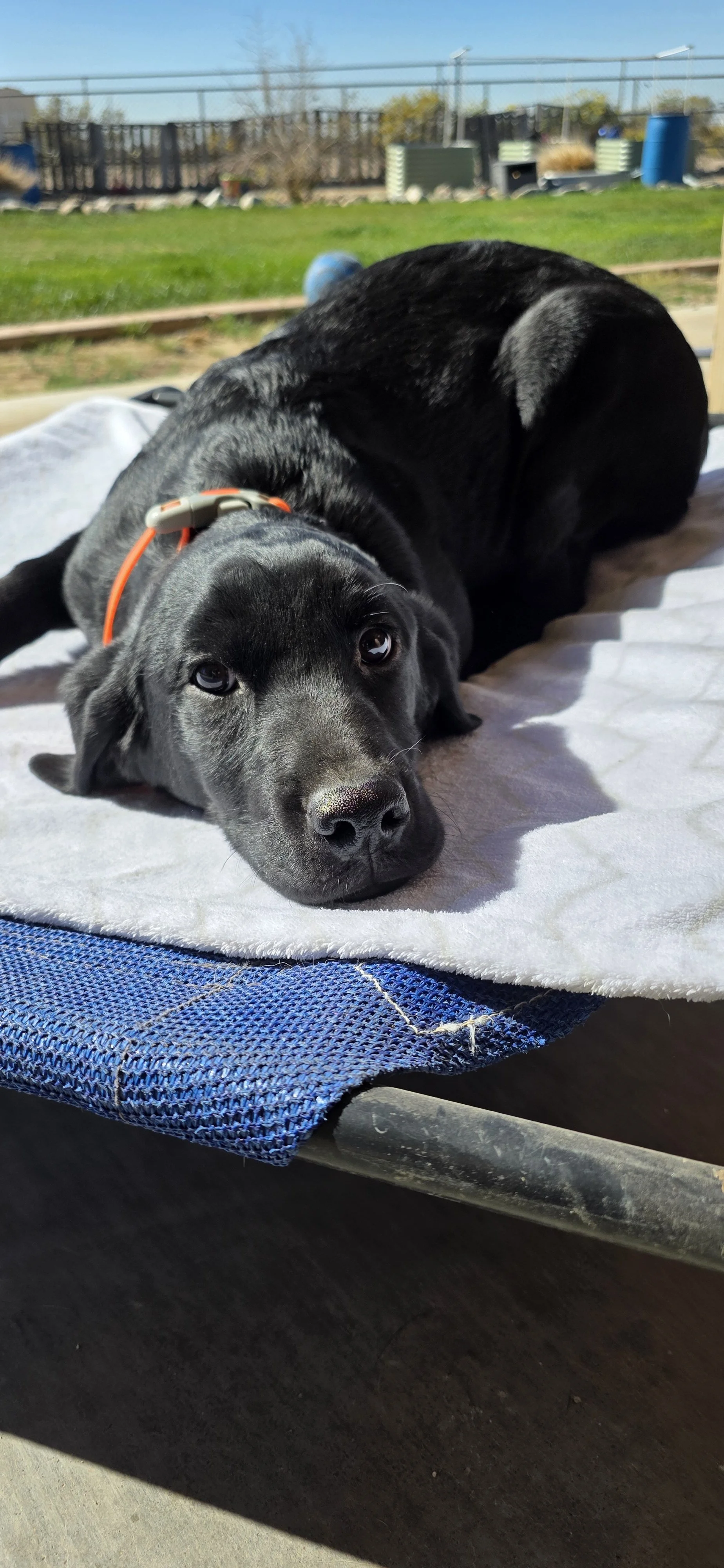 Oakley M Labrador