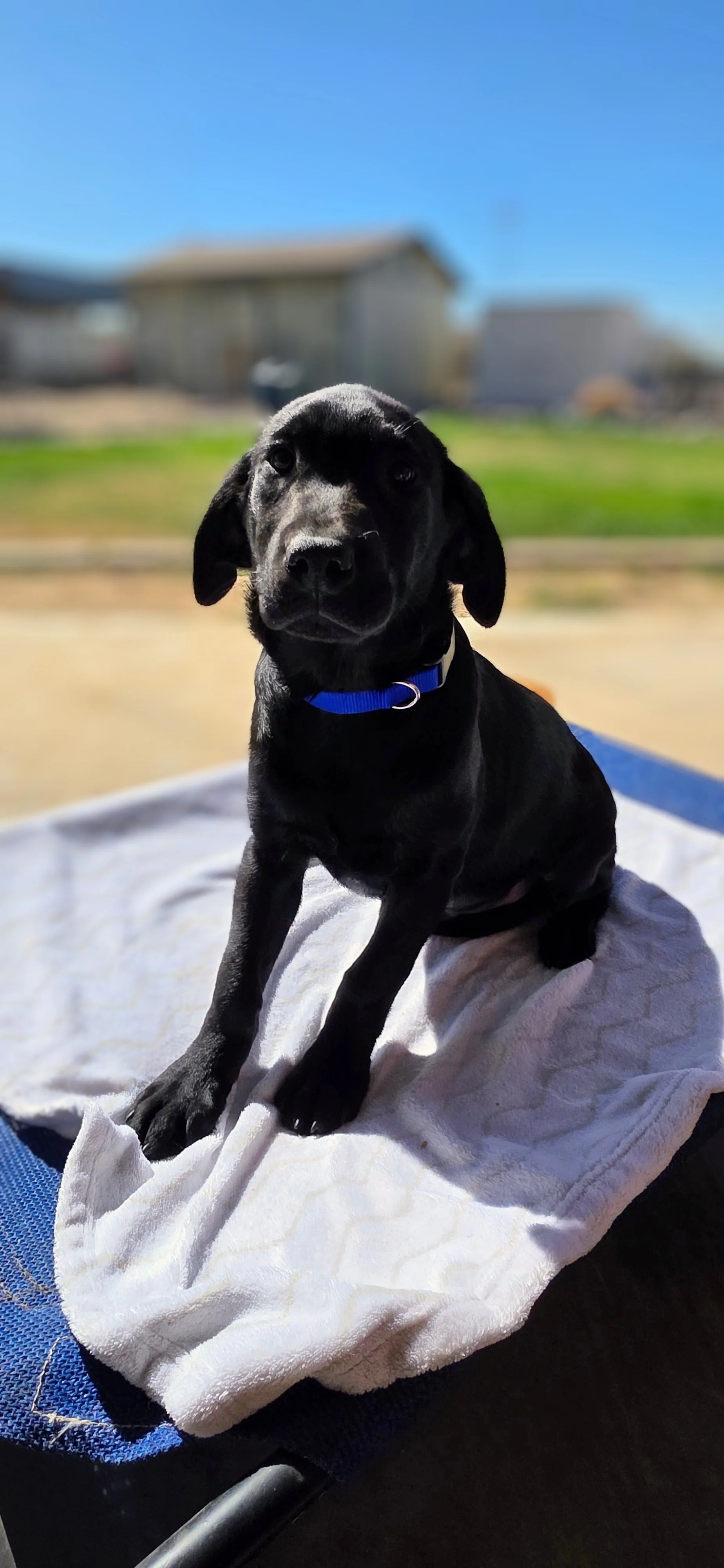 Ace - M Labrador