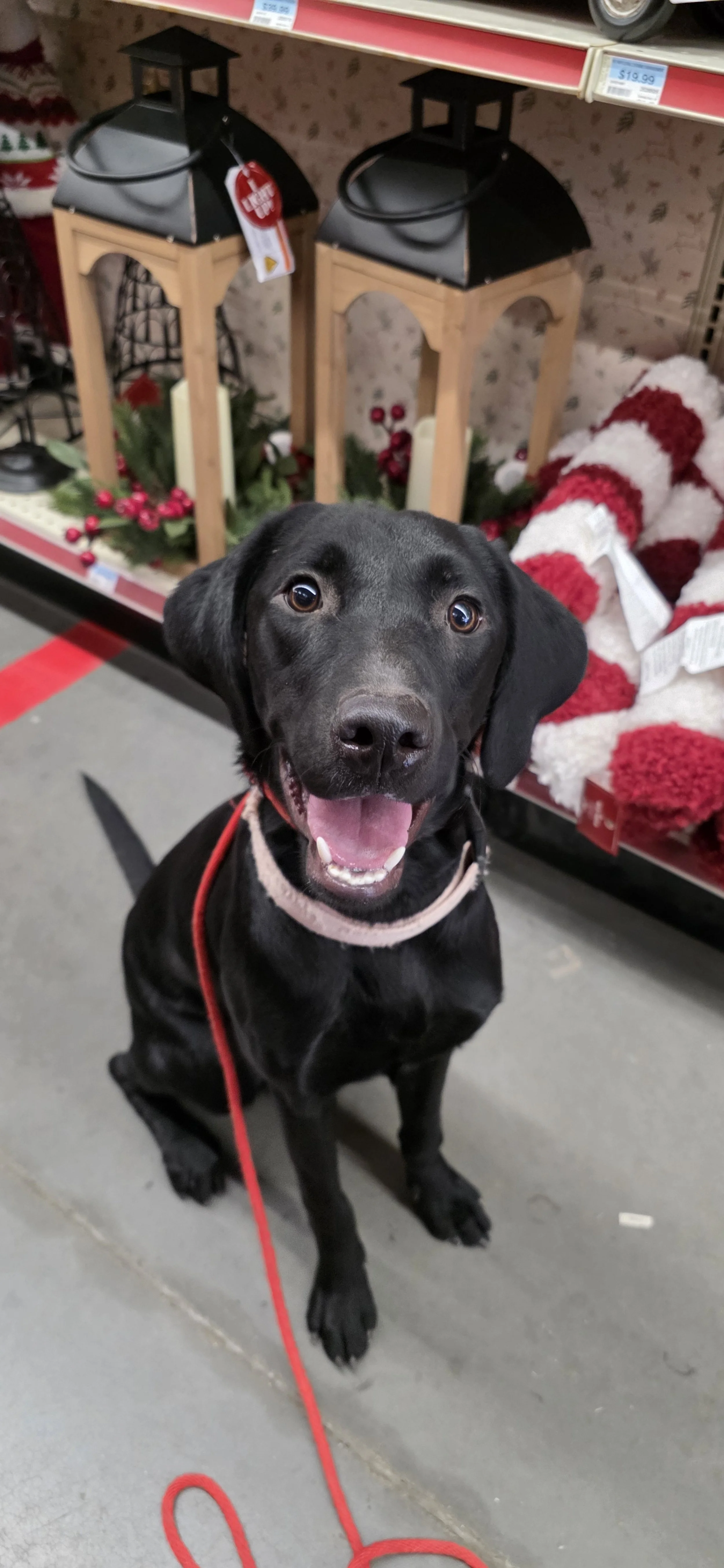 Brook - F Labrador