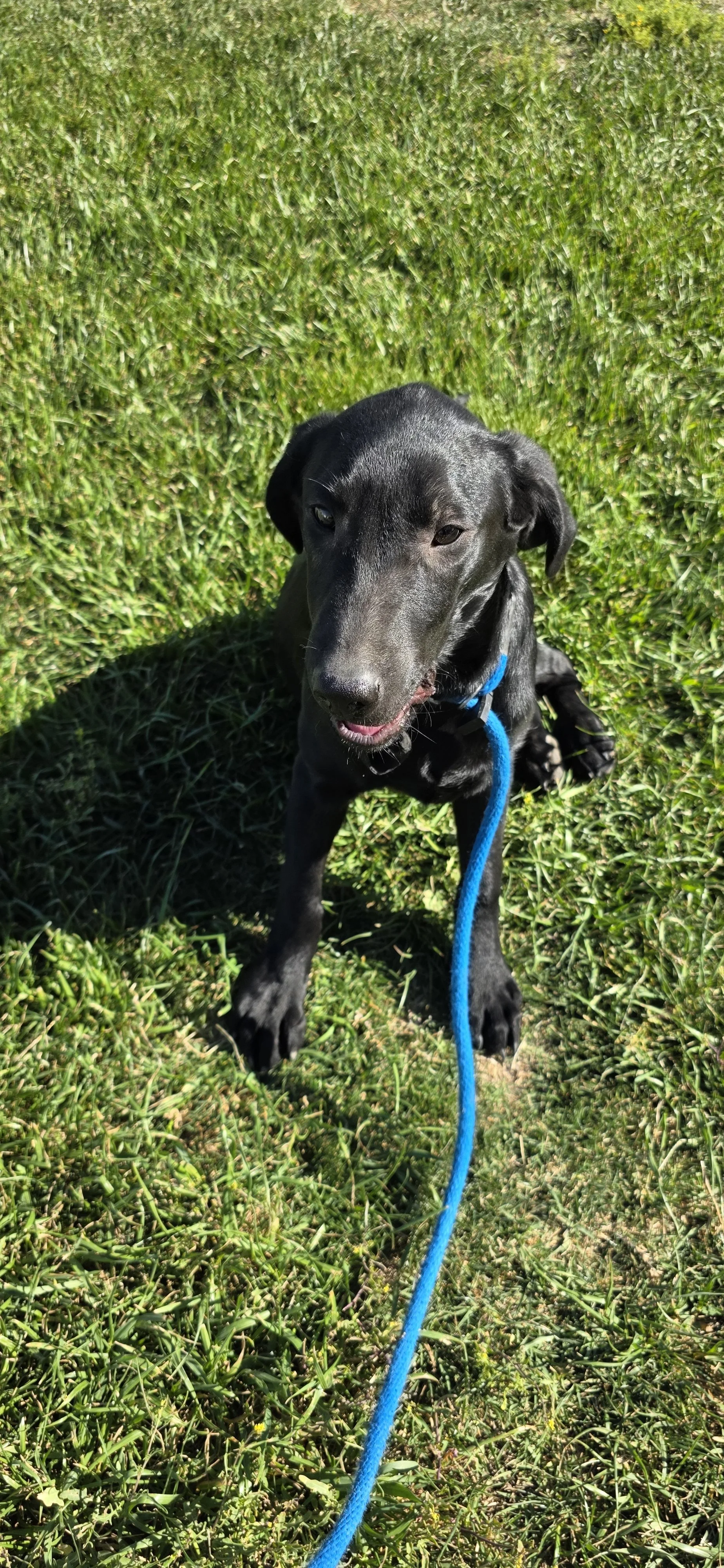 Oakley M Labrador
