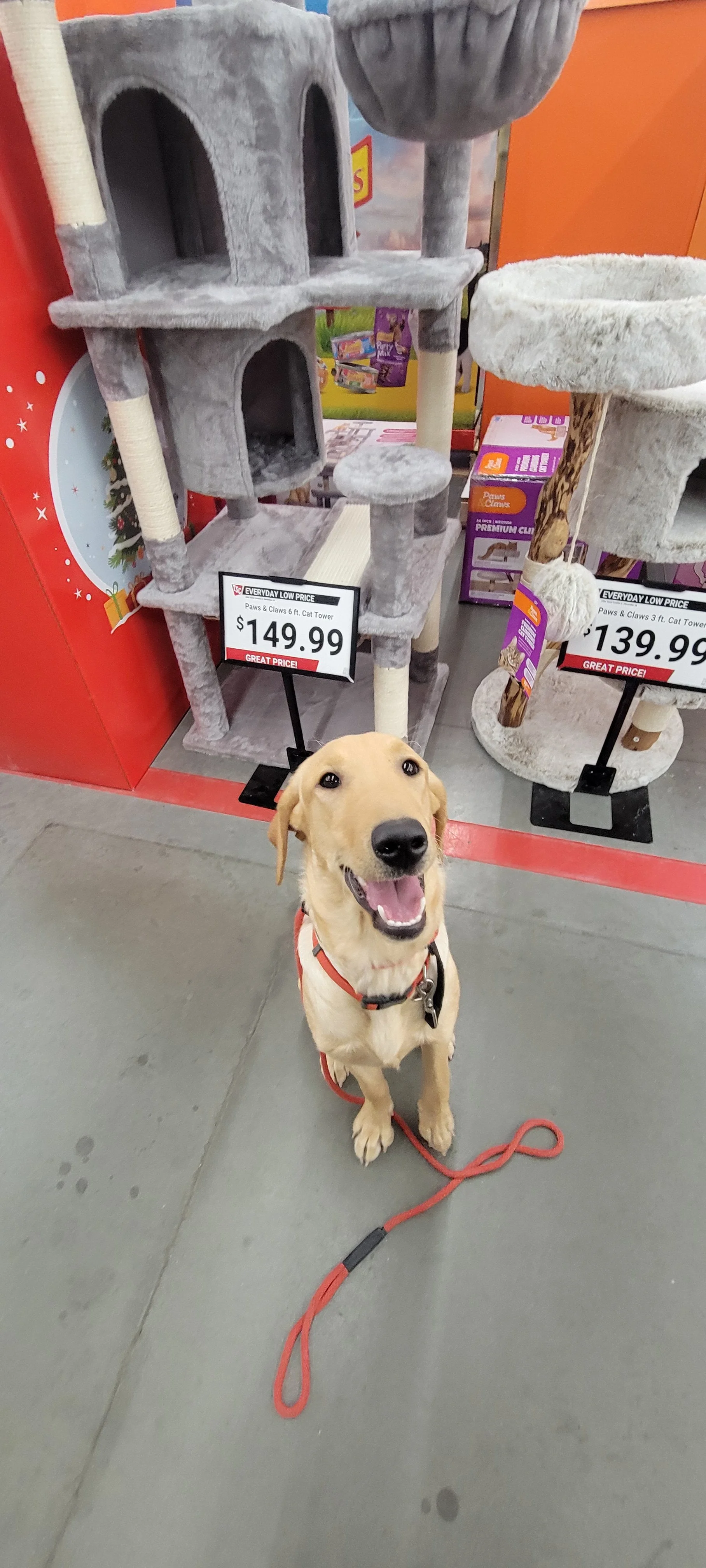 Buddy - Male Labrador