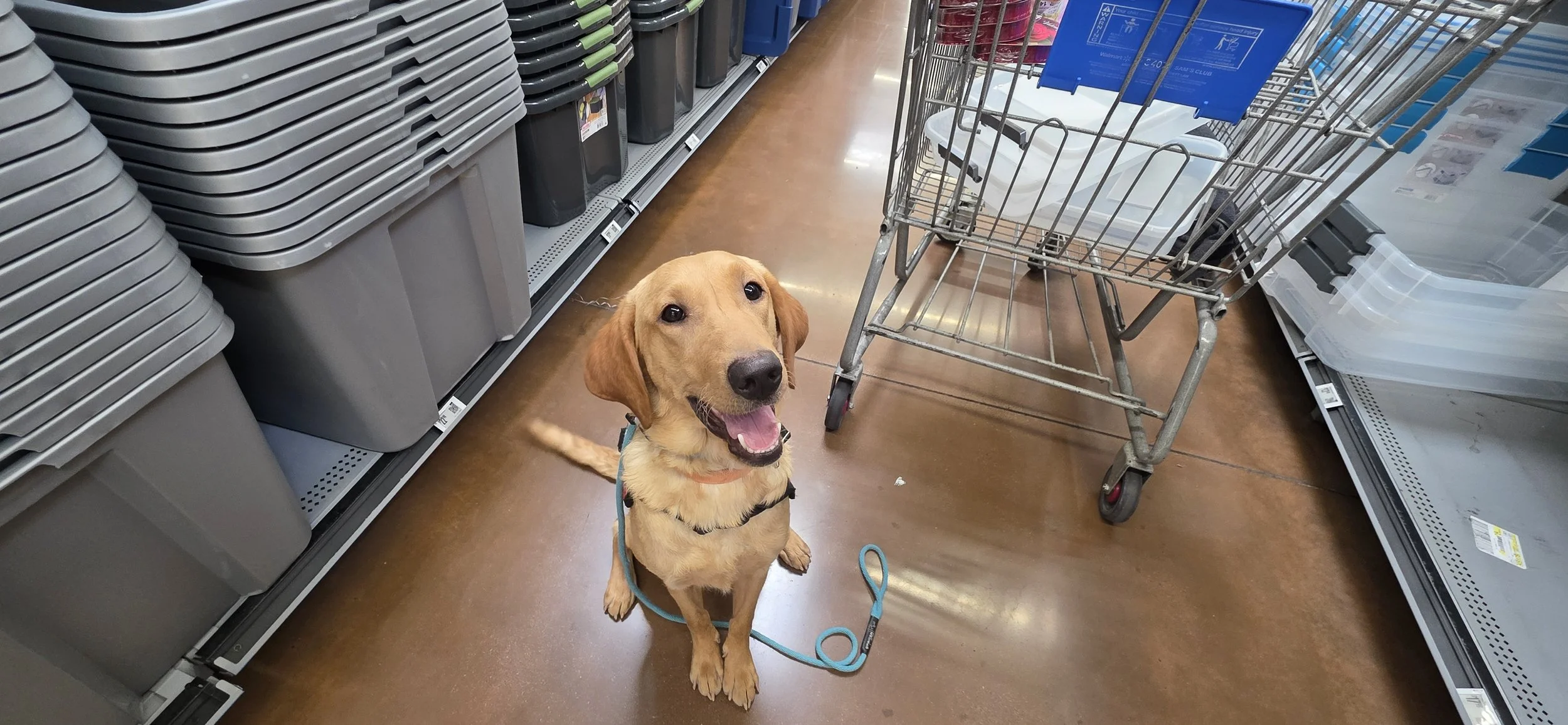 Joe-  Male Labrador