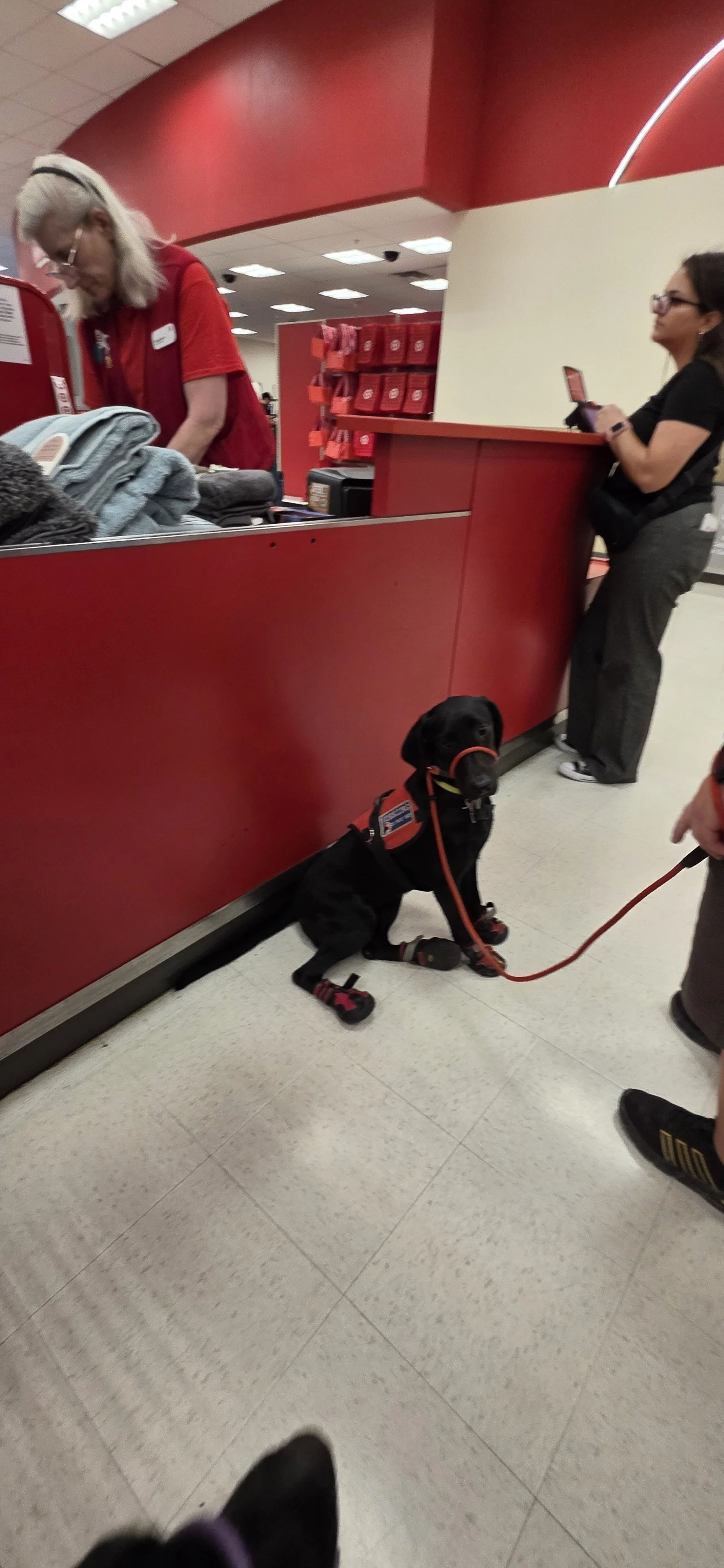 Suzie Q - Female Labrador