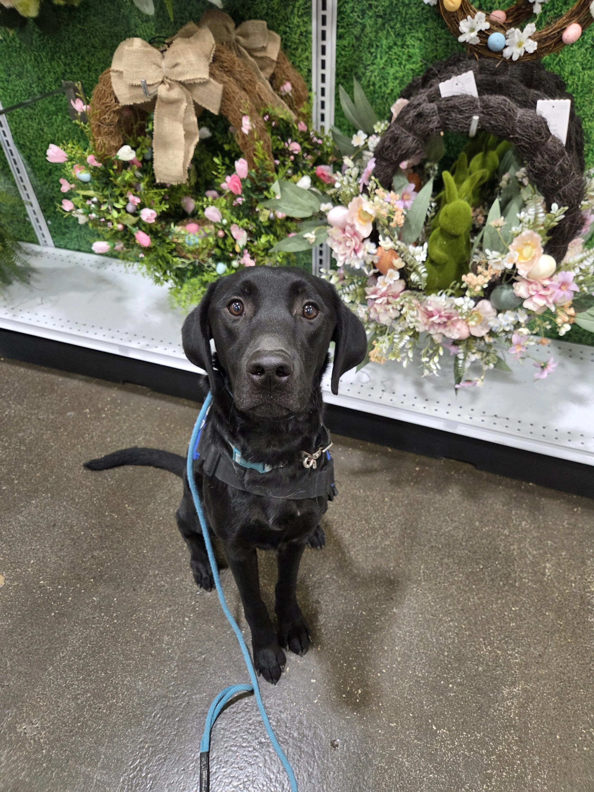 Ozzie - M Labrador