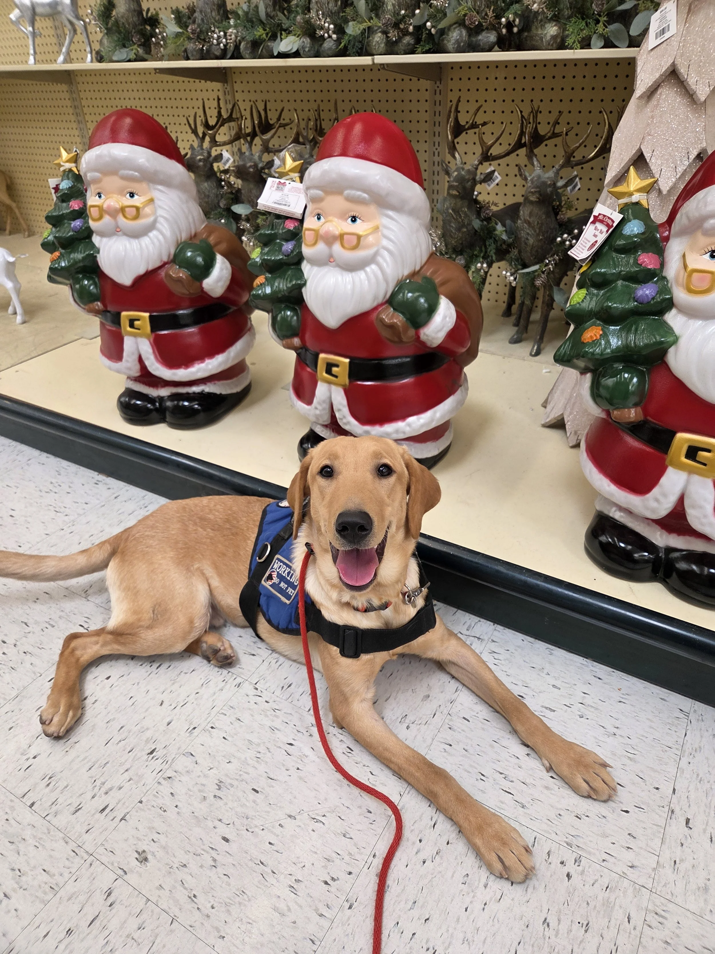 Buddy - Male Labrador