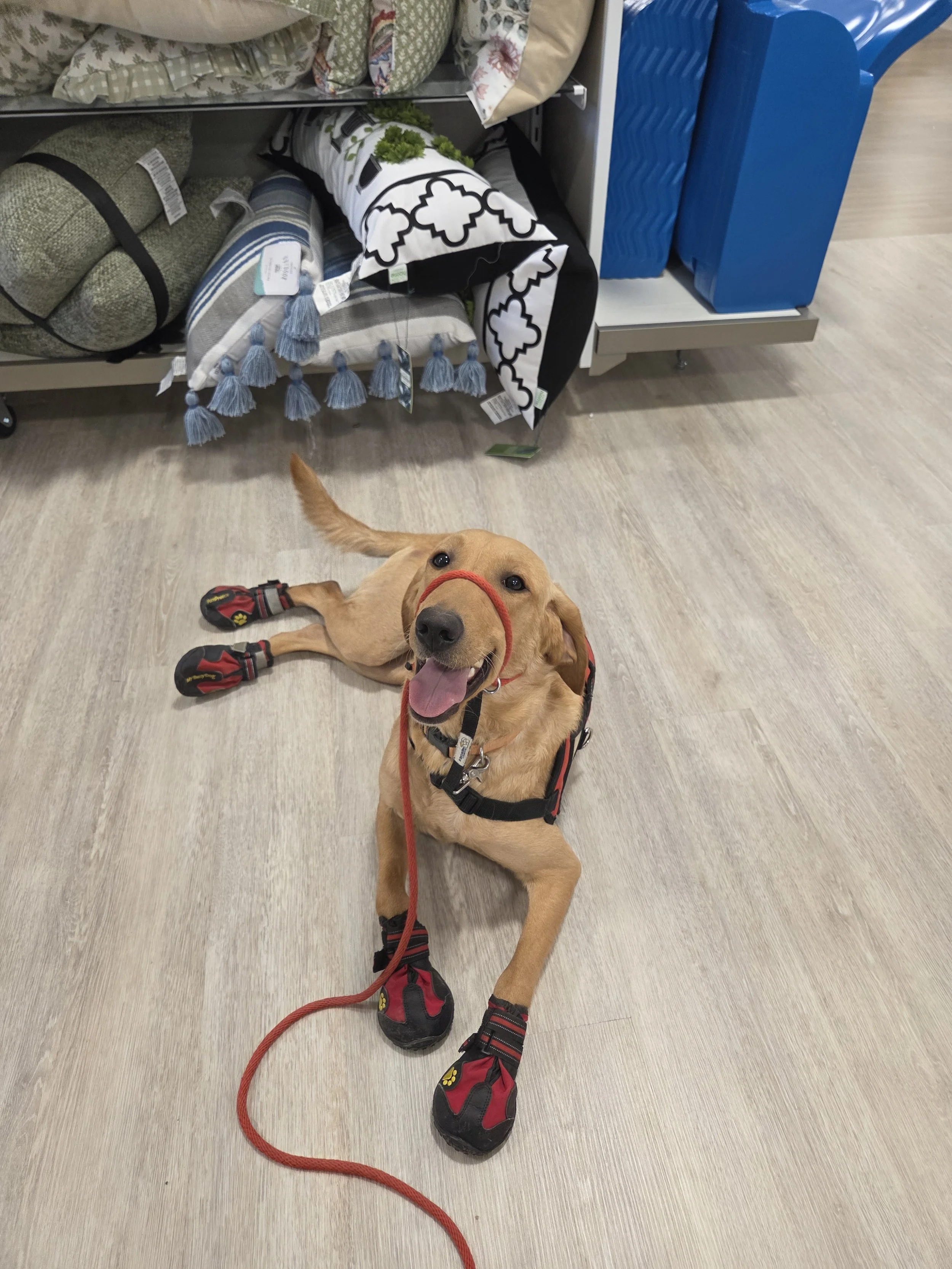 Joe-  Male Labrador