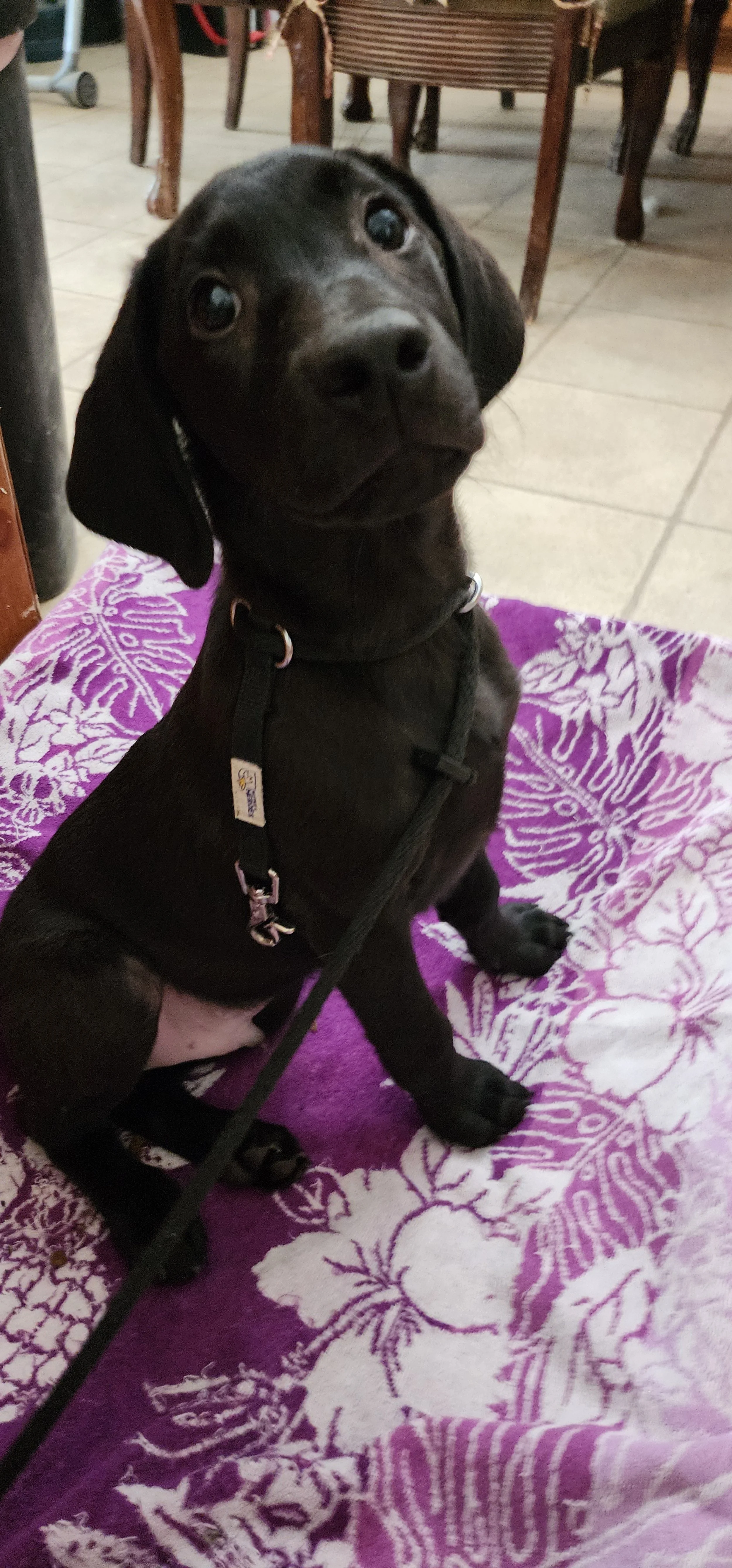 Ozzie - M Labrador