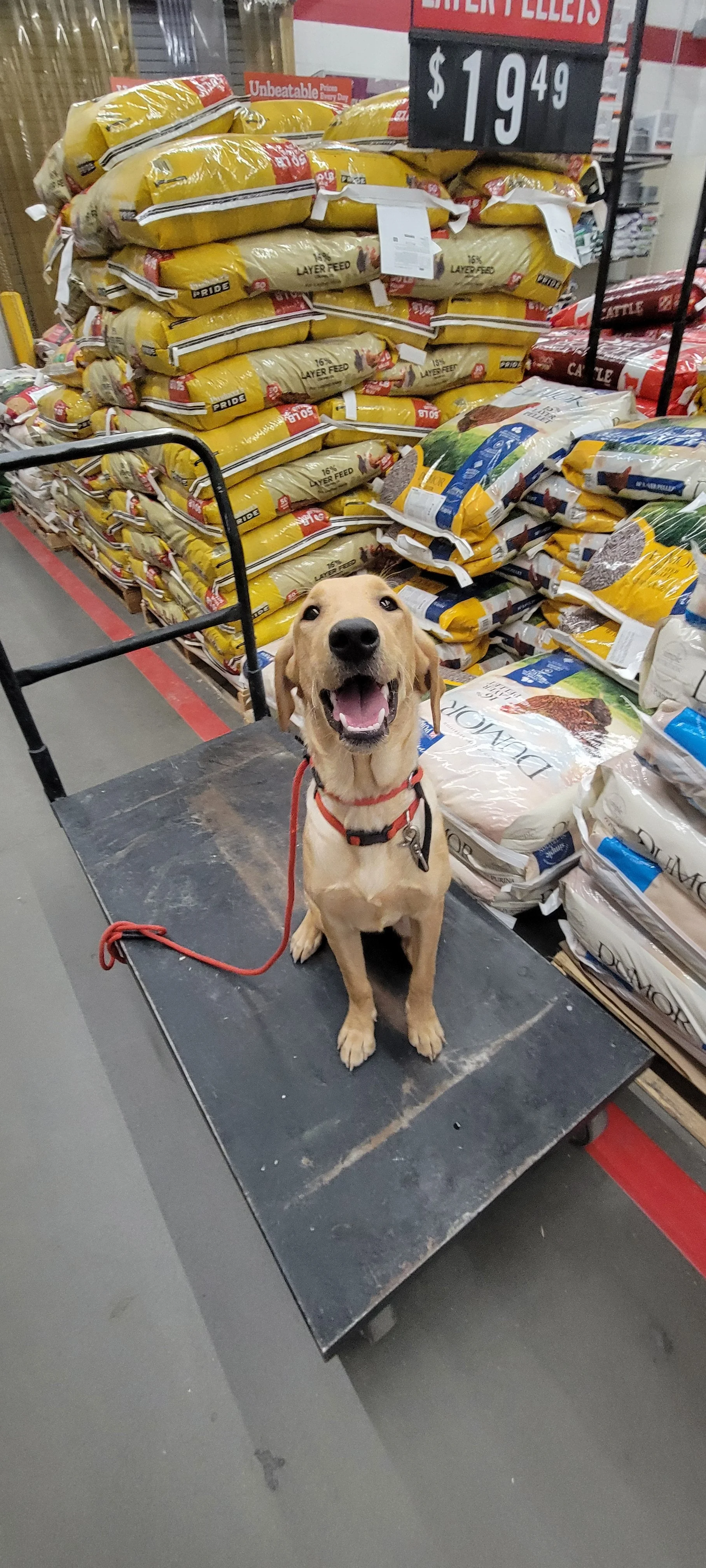Buddy - Male Labrador