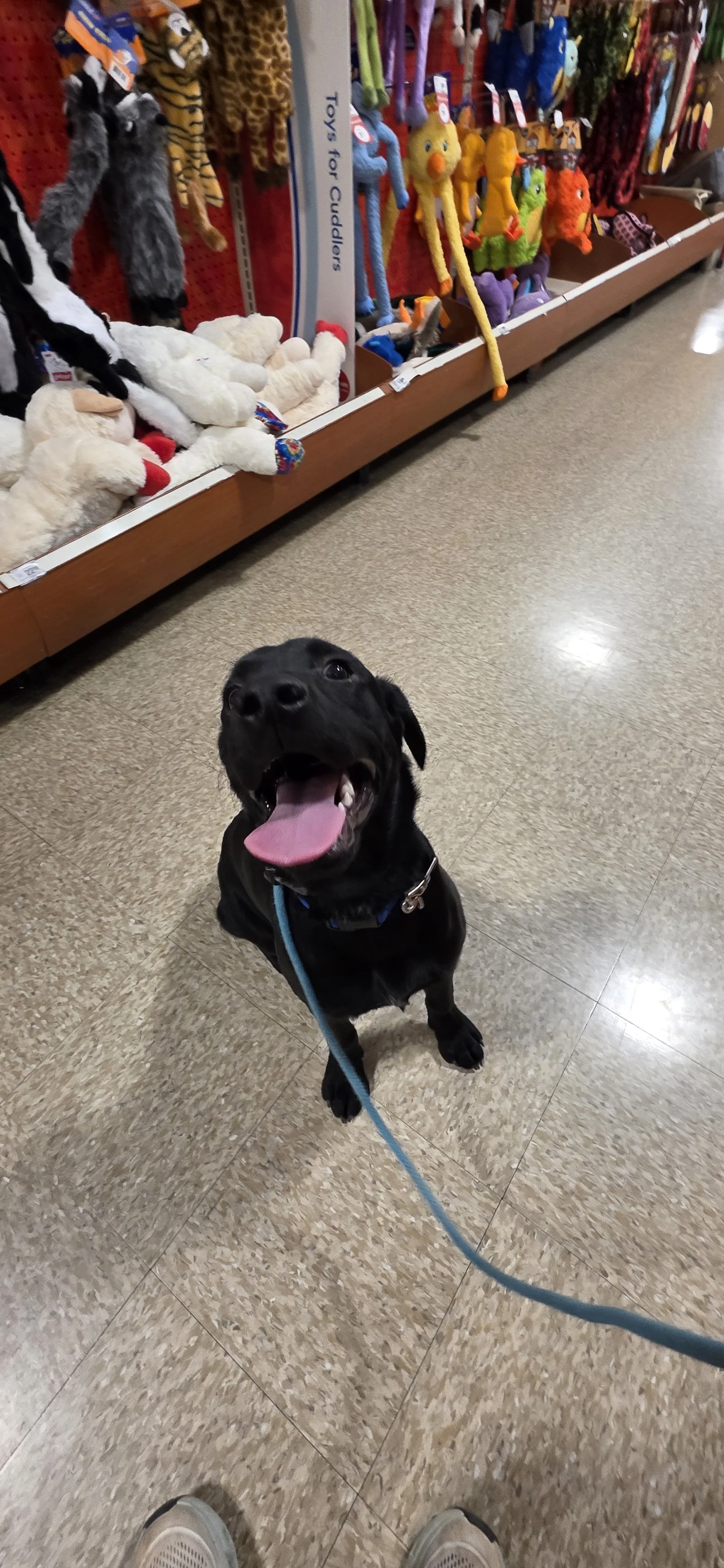 Ace - M Labrador